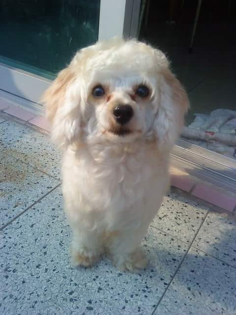 啊Bi指「忌廉仔」從未試過走失。(受訪者提供) 啊Bi指「忌廉仔」從未試過走失。(受訪者提供)