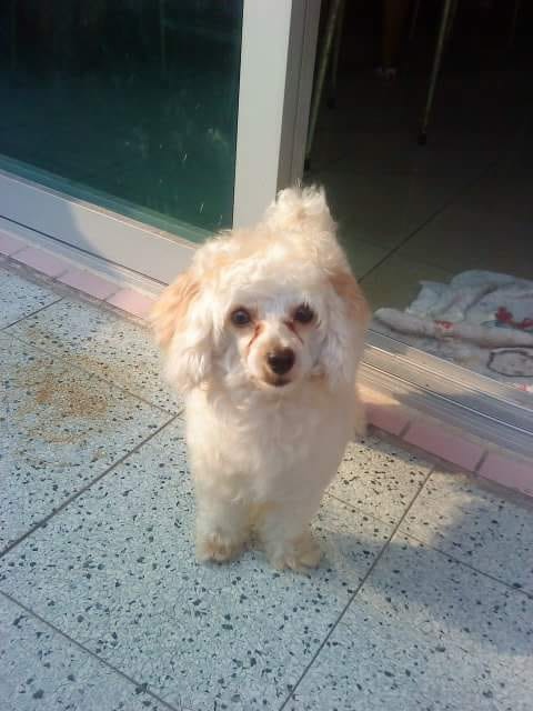 任何人如有「忌廉仔」消息,請聯絡啊Bi。(受訪者提供) 任何人如有「忌廉仔」消息,請聯絡啊Bi。(受訪者提供)