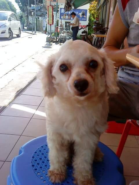 連日大雨令啊Bi倍加擔心狗狗安危。(受訪者提供) 連日大雨令啊Bi倍加擔心狗狗安危。(受訪者提供)