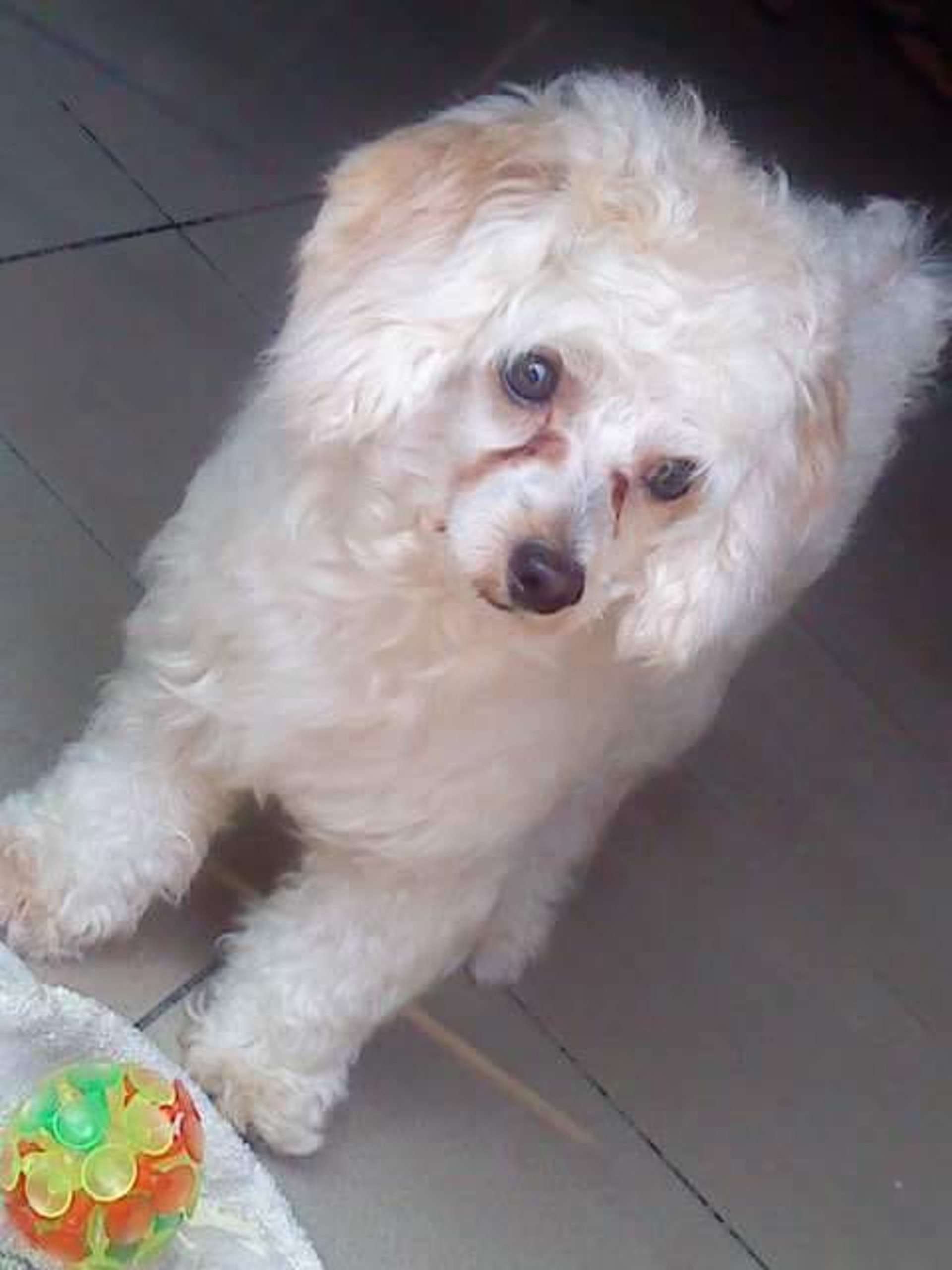 「忌廉仔」現時走路仍會歪歪斜斜。(受訪者提供) 「忌廉仔」現時走路仍會歪歪斜斜。(受訪者提供)