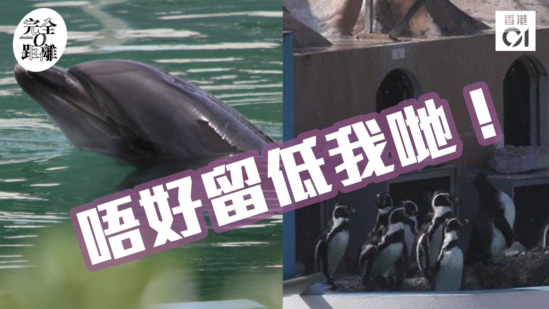 日本水族館關門8個月　剩低海豚孤伶伶、企鵝成身塵