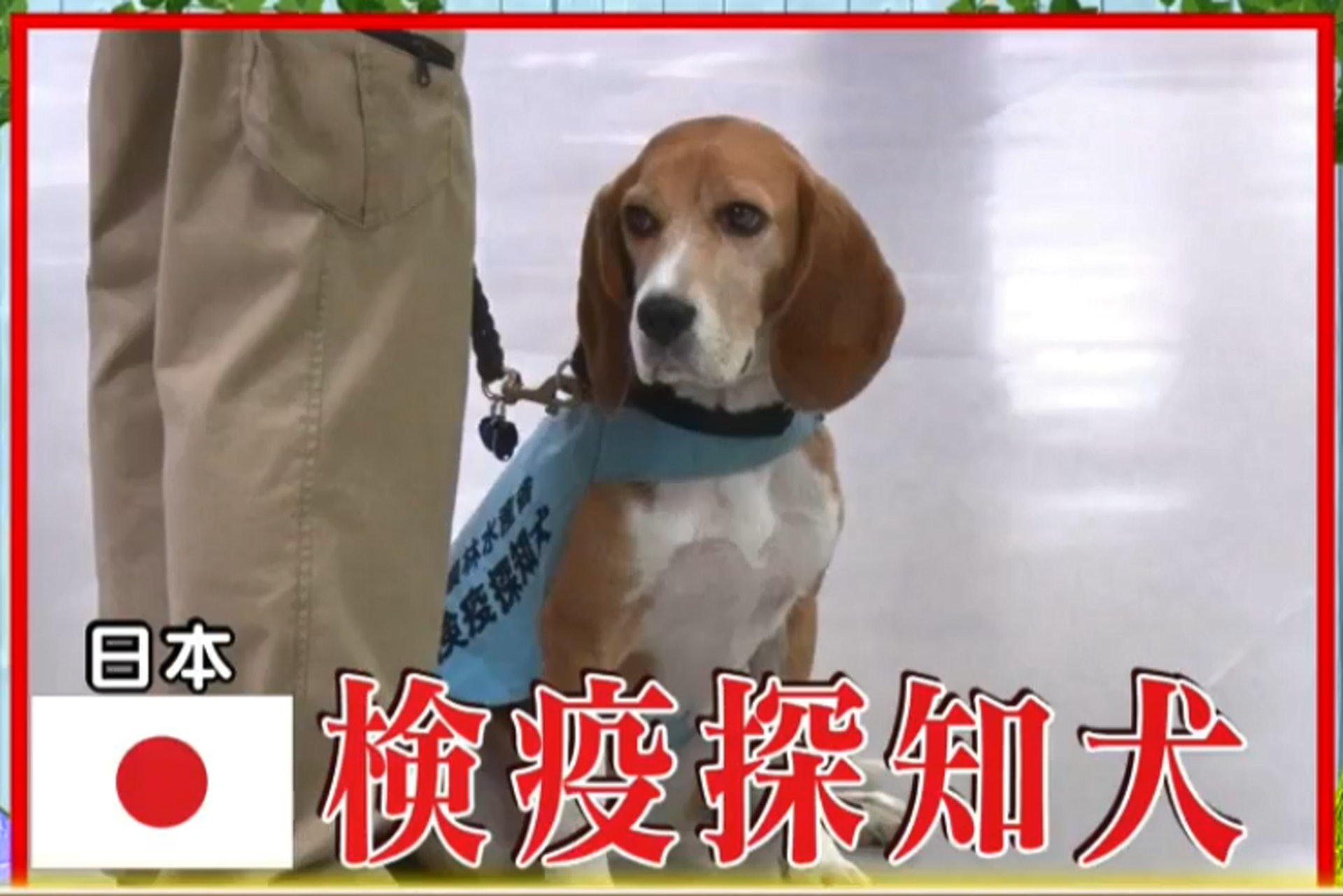 日本檢疫探知犬會於出入境關卡巡邏。（節目截圖）