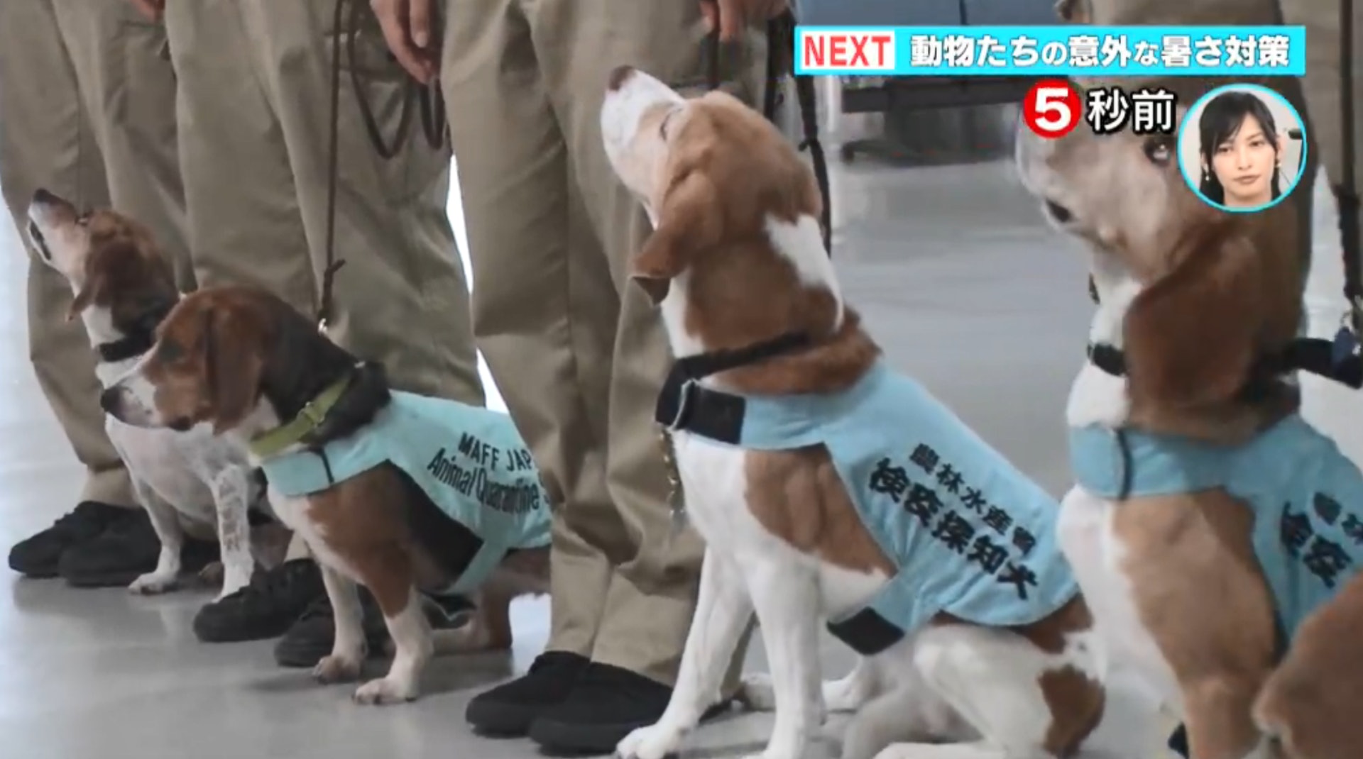 日本成田國際機場的檢疫探知犬小隊，由比高犬組成。（節目截圖）