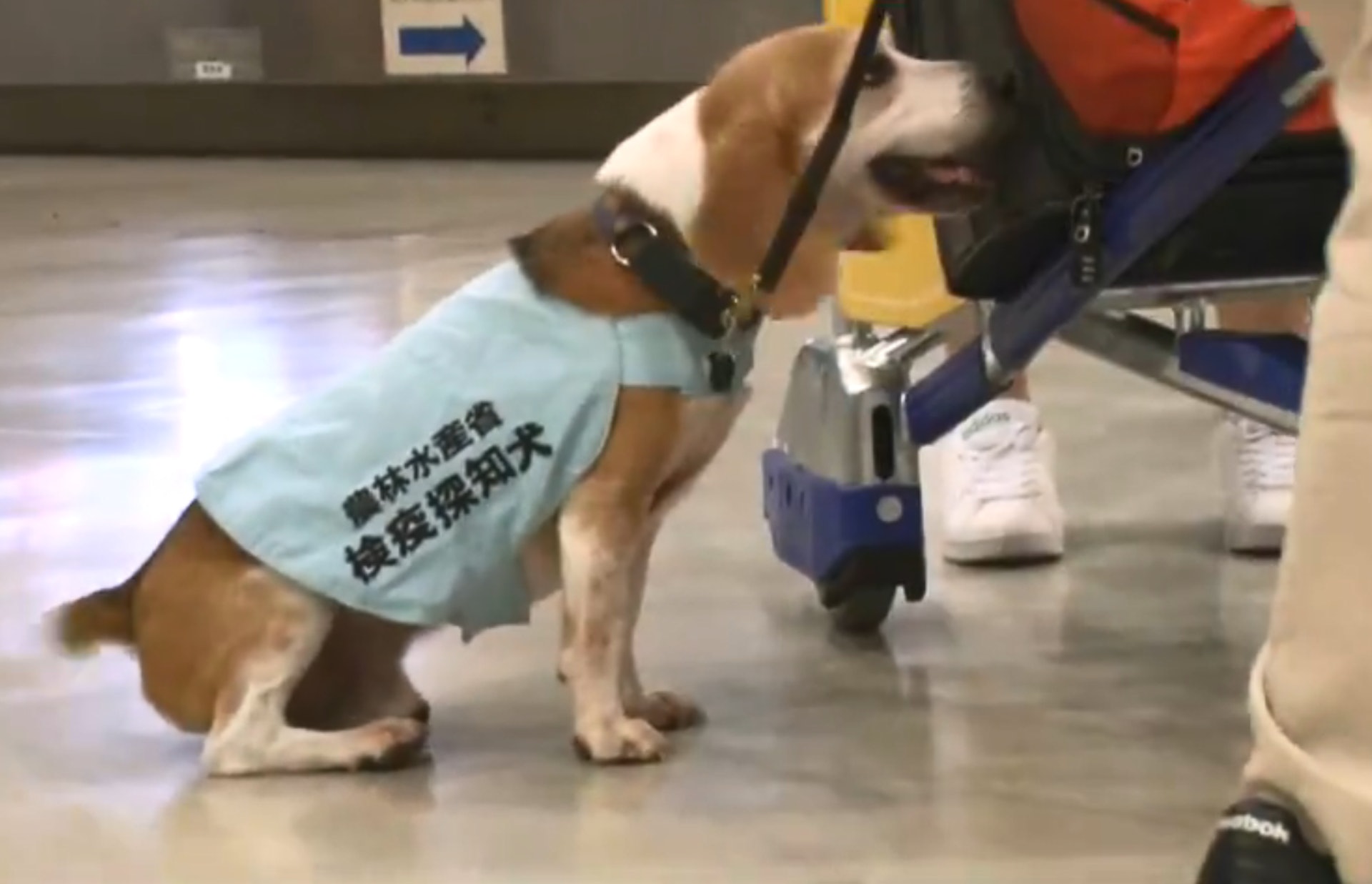 當檢疫犬坐下時，代表行李內可能有違禁品。（節目截圖）