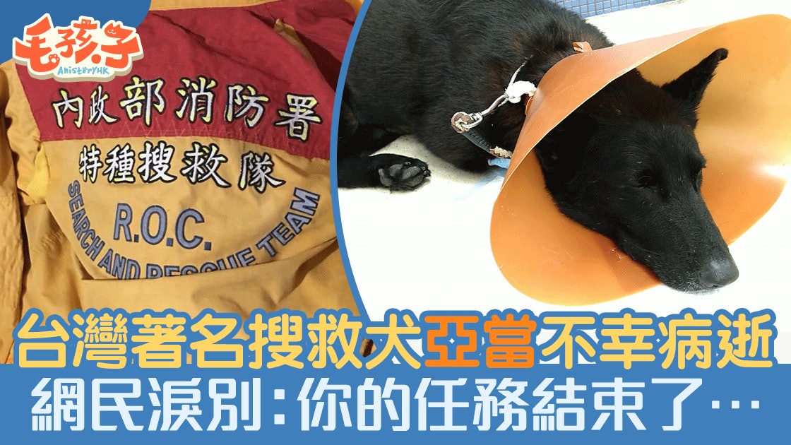 台灣搜救犬不幸離世領犬員 兄弟 你永遠是我們的一份子 香港01 寵物 台灣搜救犬不幸離世領犬員 兄弟 你永遠是我們的一份子 香港01 寵物