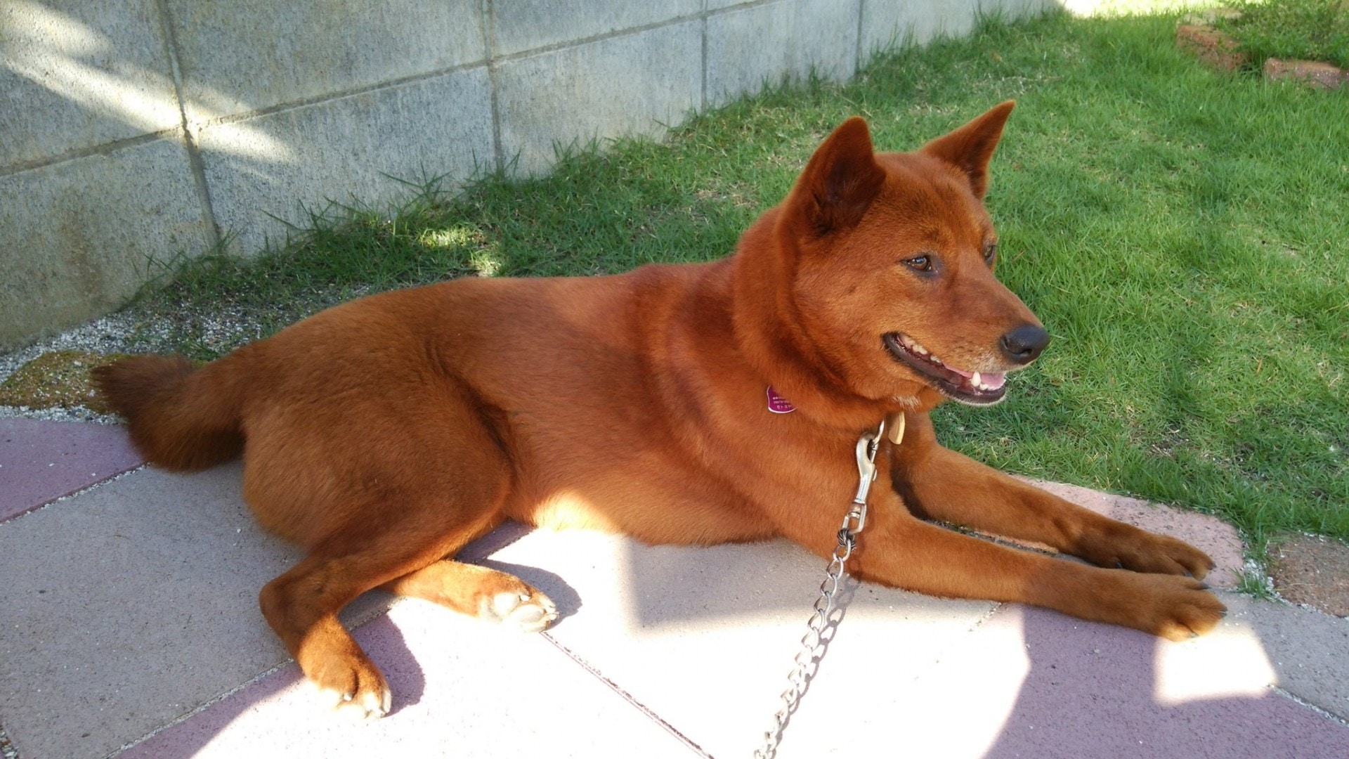 柴犬 圖輯 柴犬可分4個品種 萌樣背後原來竟是一流獵犬 柴犬 圖輯 柴犬可分4個品種 萌樣背後原來竟是一流獵犬