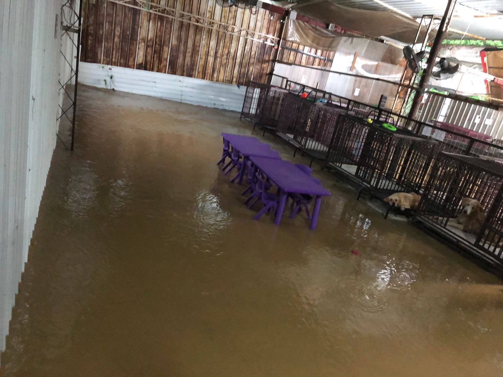 大雨來襲，半小時雨水已從四方八面湧至，水深至膝。(受訪者提供)