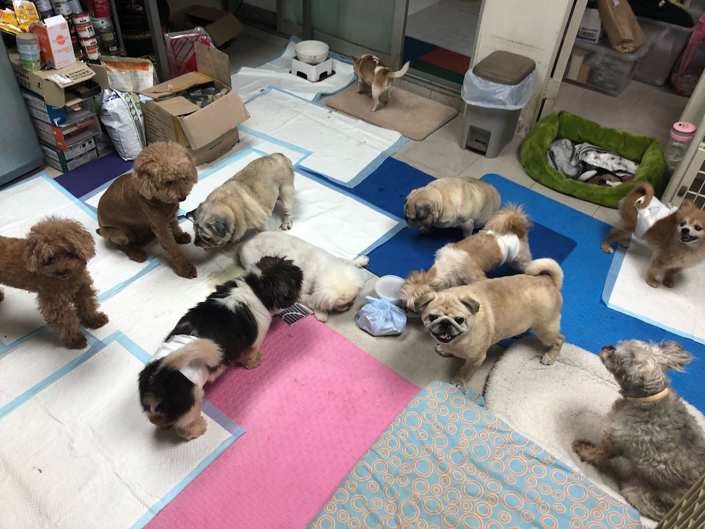 貓狗收容所阿棍屋受大雨影響，頓成澤國，約90隻貓狗需緊急撤離。(受訪者提供)