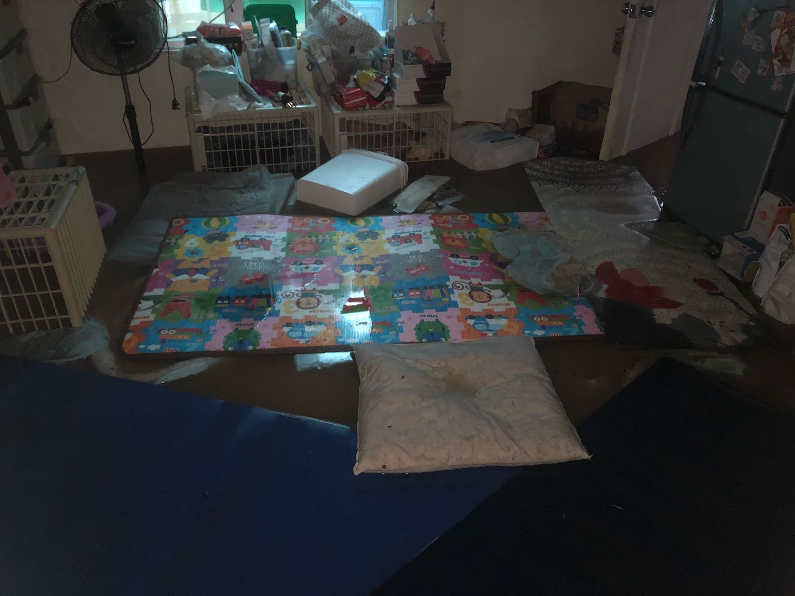 義工將貓狗接走，令Ivy鬆一口氣。(受訪者提供)