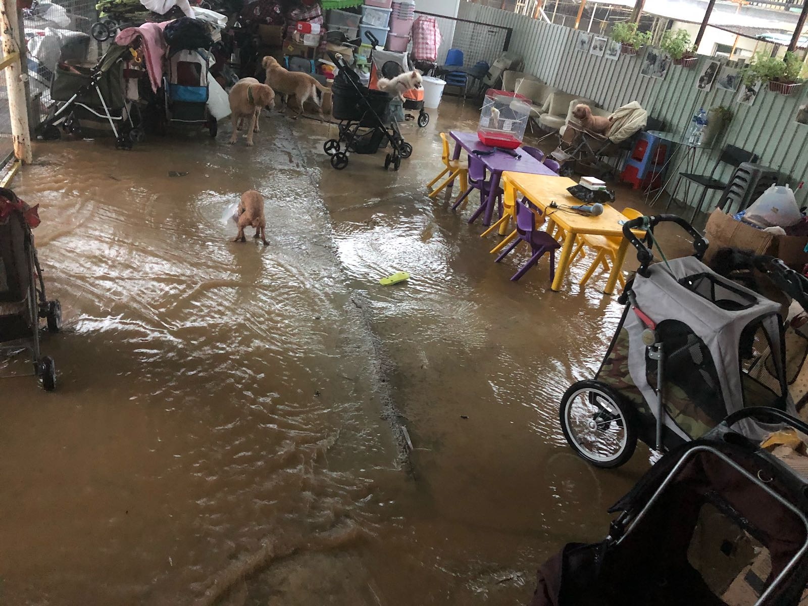 洪水之猛令Ivy一度擔心自己被水沖走，但更憂慮貓狗的安危。(受訪者提供)