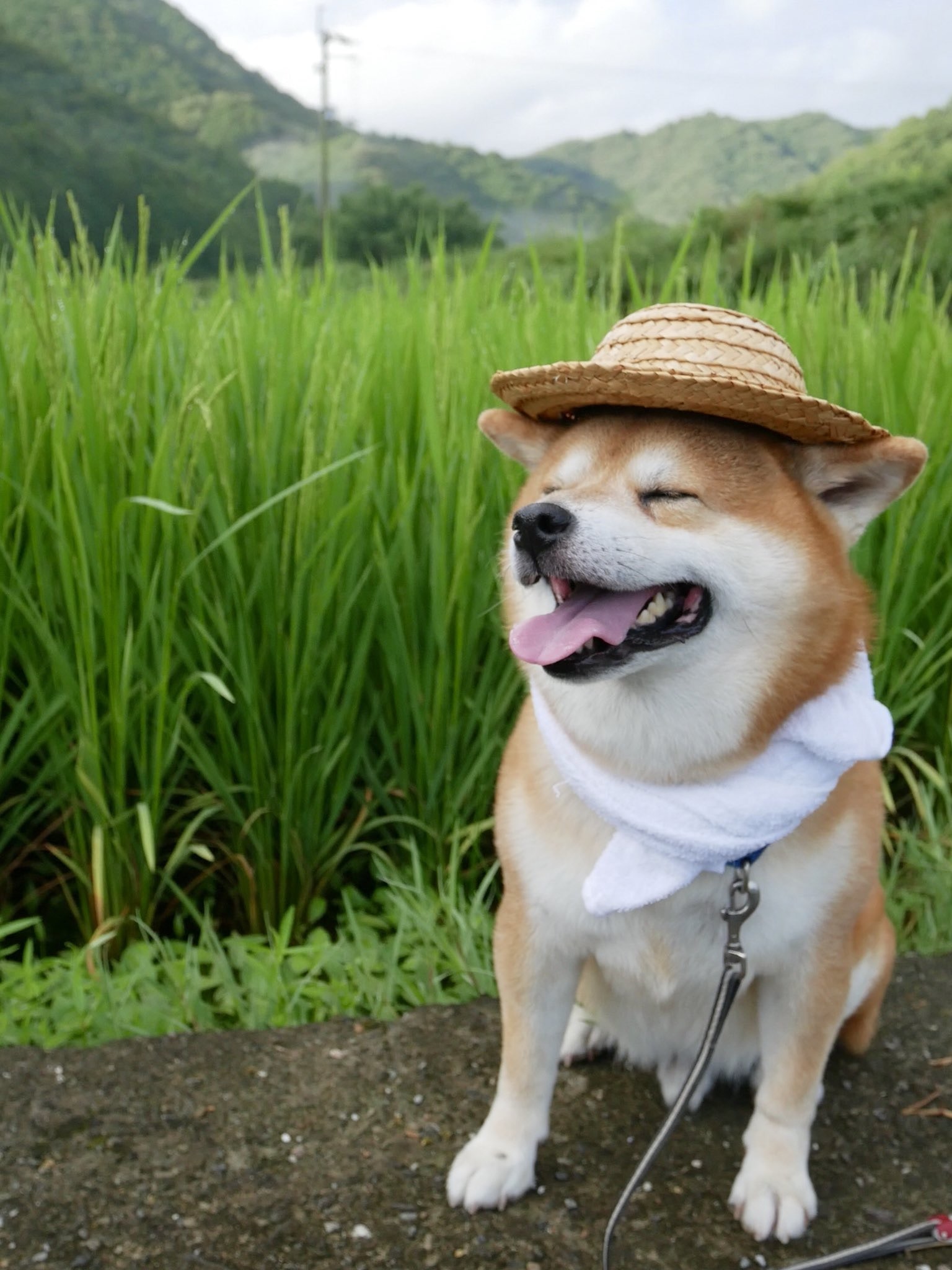 柴犬‧圖輯】柴犬可分4個品種？ 萌樣背後原來竟是一流獵犬？