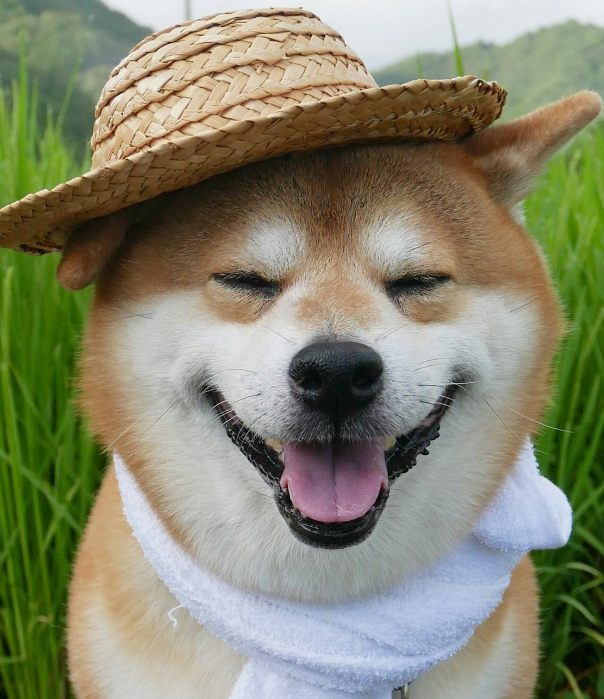 柴犬 圖輯 柴犬可分4個品種 萌樣背後原來竟是一流獵犬 柴犬 圖輯 柴犬可分4個品種 萌樣背後原來竟是一流獵犬