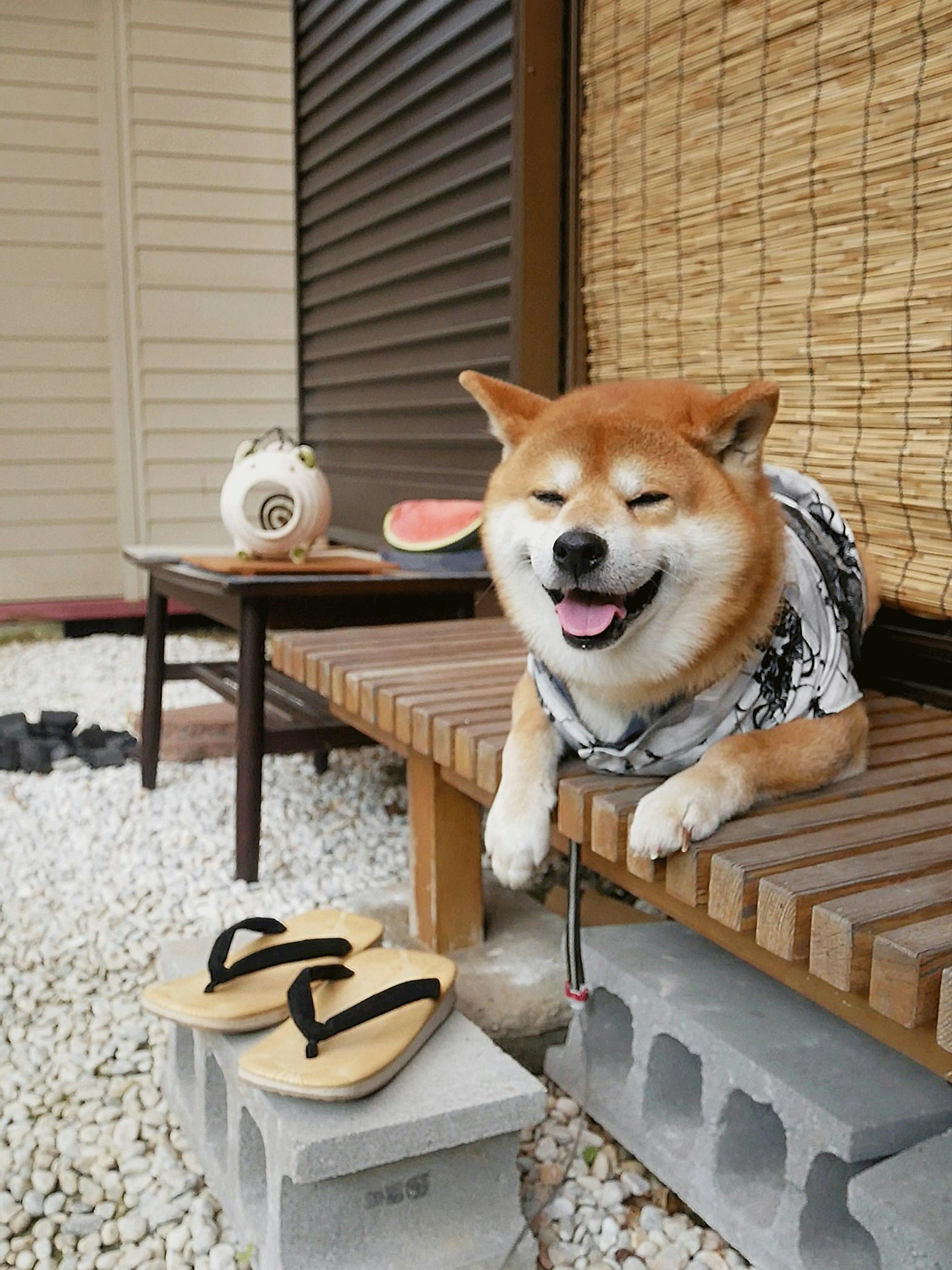 柴犬 圖輯 柴犬可分4個品種 萌樣背後原來竟是一流獵犬 柴犬 圖輯 柴犬可分4個品種 萌樣背後原來竟是一流獵犬