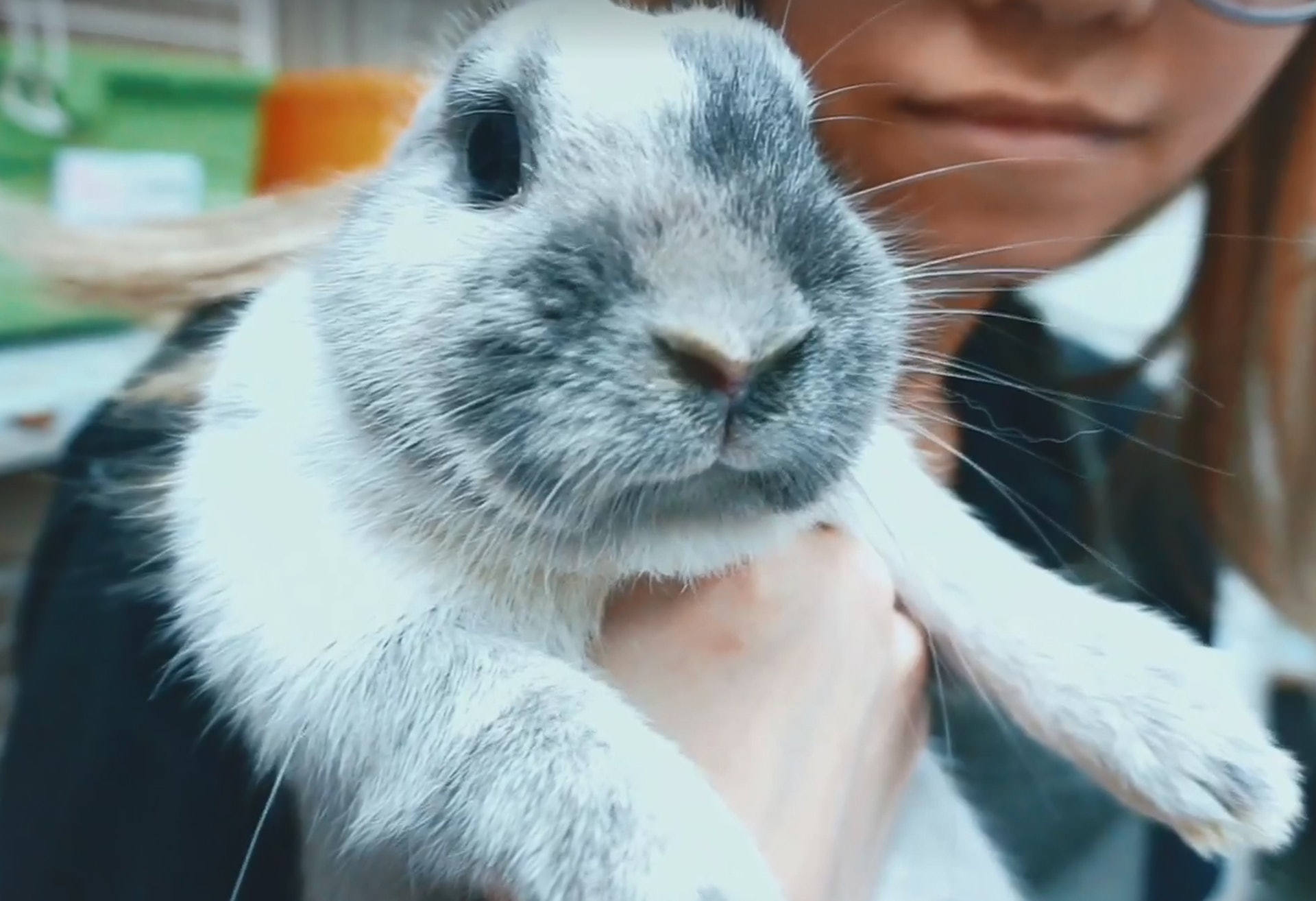 兔協女職員在影片中抱兔。(香港兔友協會影片截圖) 兔協女職員在影片中抱兔。(香港兔友協會影片截圖)