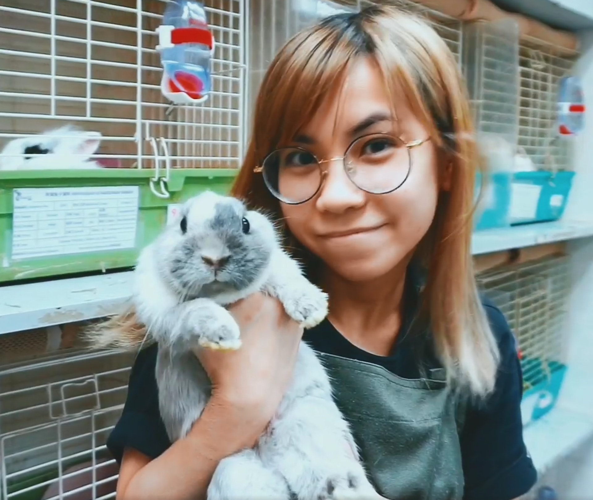 兔協女職員在影片中抱兔。(香港兔友協會影片截圖) 兔協女職員在影片中抱兔。(香港兔友協會影片截圖)