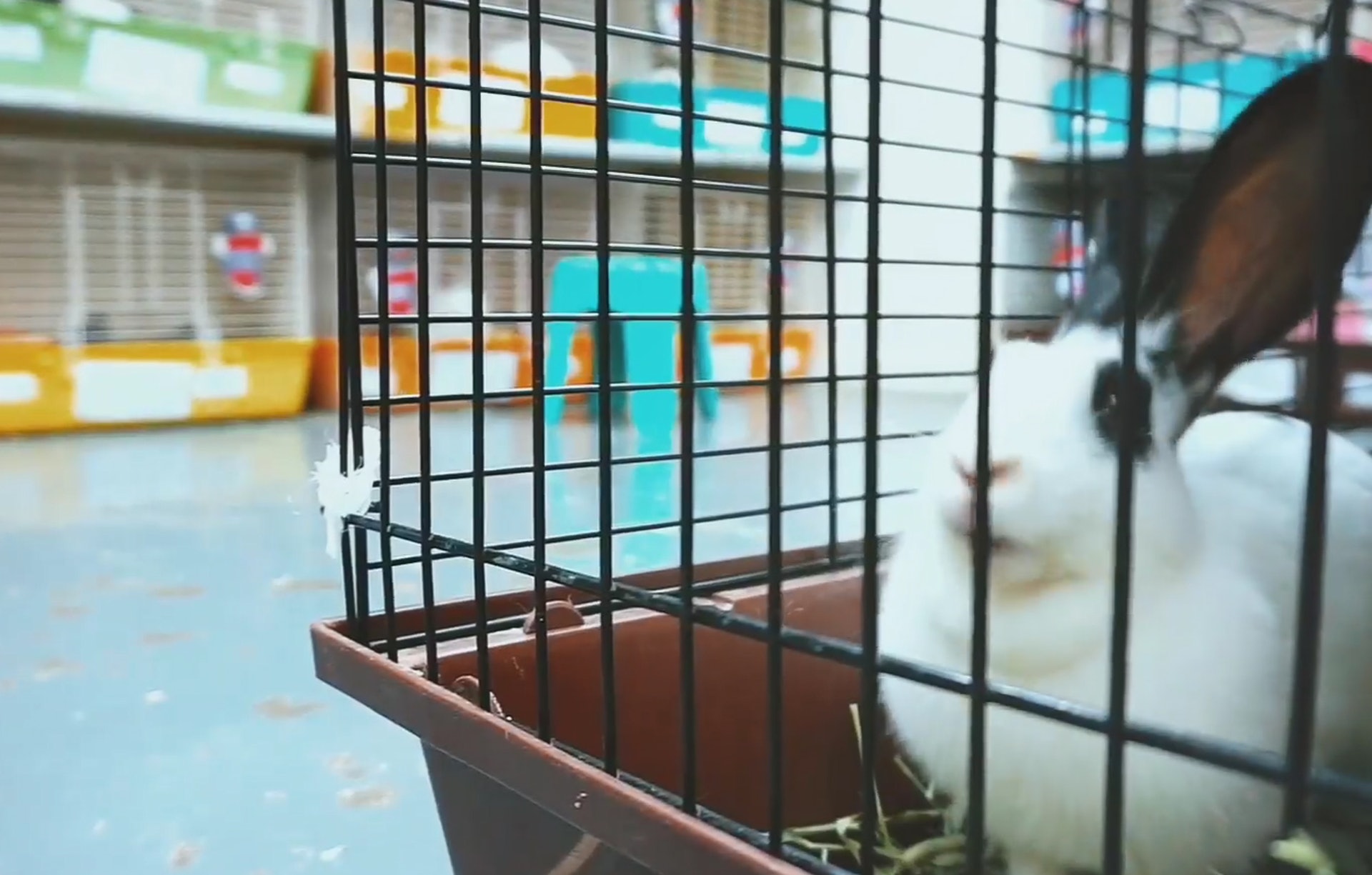 今年棄養數字比去年同期大增,緊急個案已經爆滿,非緊急個案更要排足3個月,兔協現時接收68隻,仍有約30個個案仍在輪候,情況超出負荷。(香港兔友協會影片截圖) 今年棄養數字比去年同期大增,緊急個案已經爆滿,非緊急個案更要排足3個月,兔協現時接收68隻,仍有約30個個案仍在輪候,情況超出負荷。(香港兔友協會影片截圖)