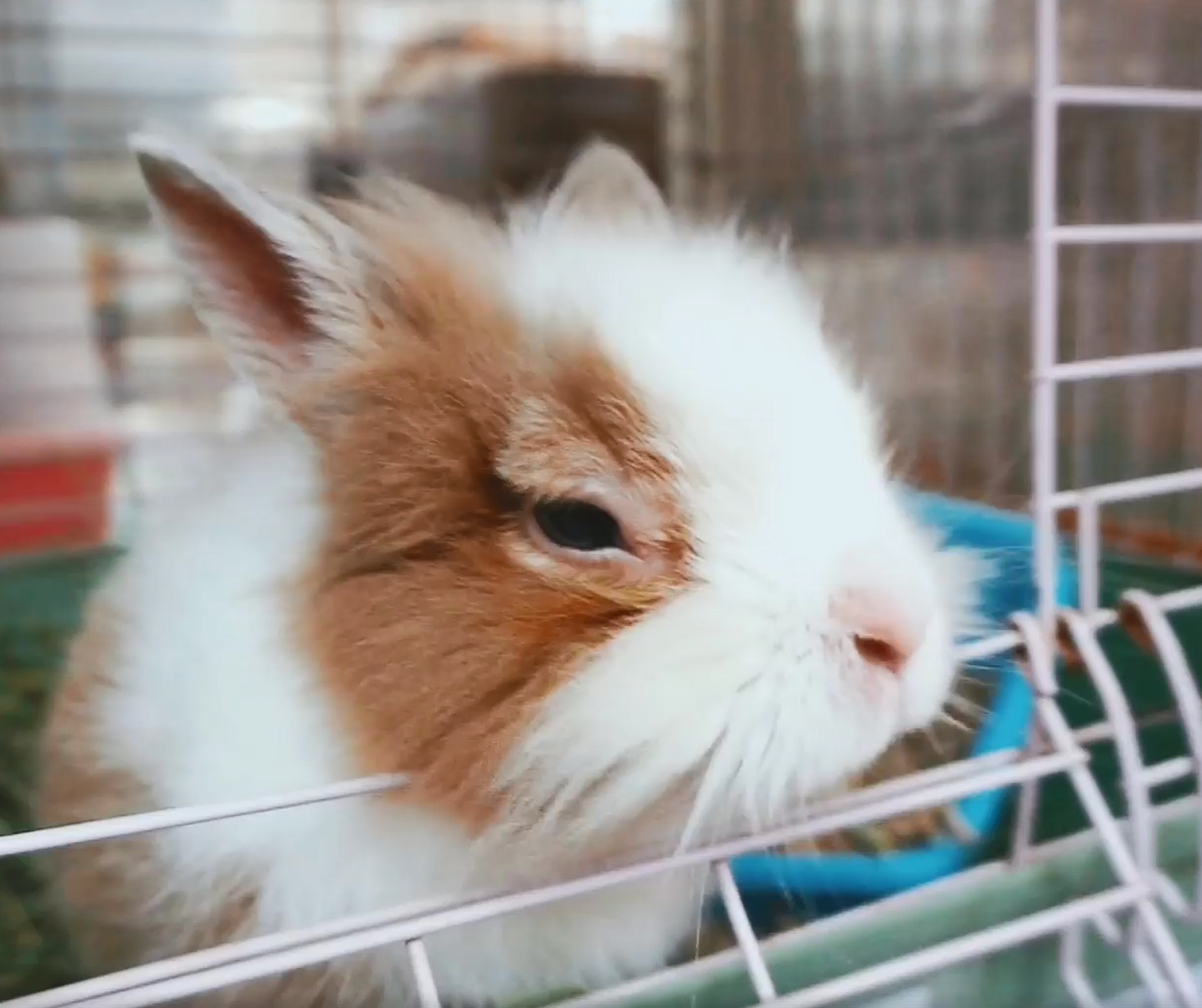 今年棄養數字比去年同期大增,緊急個案已經爆滿,非緊急個案更要排足3個月,兔協現時接收68隻,仍有約30個個案仍在輪候,情況超出負荷。(香港兔友協會影片截圖) 今年棄養數字比去年同期大增,緊急個案已經爆滿,非緊急個案更要排足3個月,兔協現時接收68隻,仍有約30個個案仍在輪候,情況超出負荷。(香港兔友協會影片截圖)