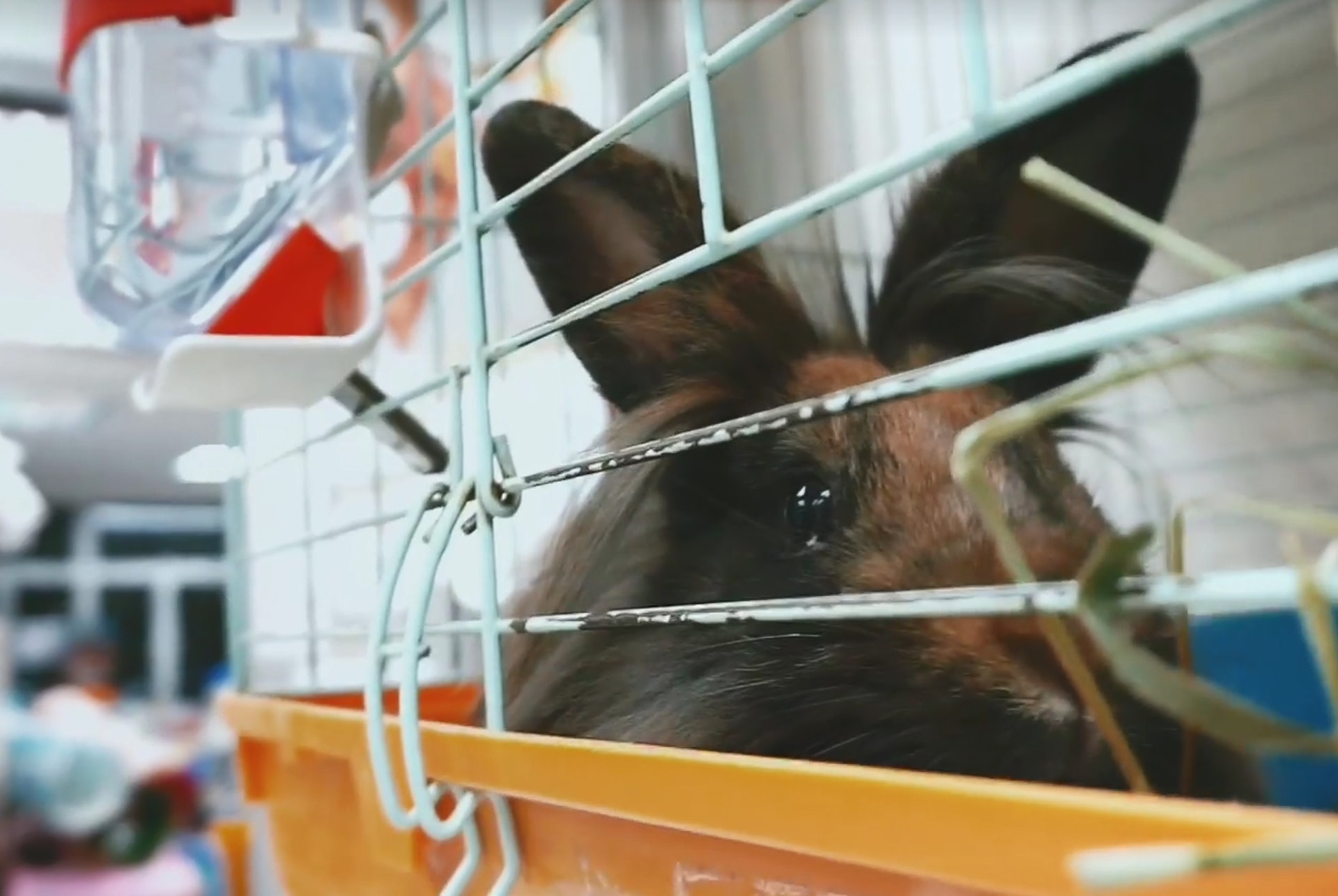 今年棄養數字比去年同期大增,緊急個案已經爆滿,非緊急個案更要排足3個月,兔協現時接收68隻,仍有約30個個案仍在輪候,情況超出負荷。(香港兔友協會影片截圖) 今年棄養數字比去年同期大增,緊急個案已經爆滿,非緊急個案更要排足3個月,兔協現時接收68隻,仍有約30個個案仍在輪候,情況超出負荷。(香港兔友協會影片截圖)