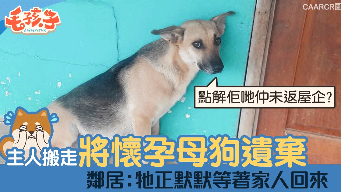 主人搬屋將懷孕母狗棄於門外 義工:怎可以將家人棄之不顧 主人搬屋將懷孕母狗棄於門外 義工:怎可以將家人棄之不顧
