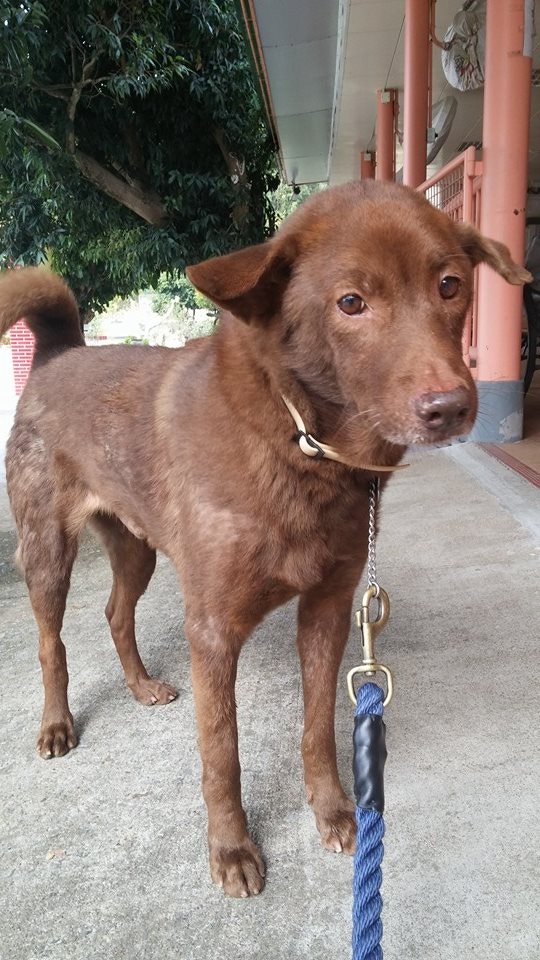 「阿喜」今年已經17歲,行動日漸緩慢。(受訪者提供) 「阿喜」今年已經17歲,行動日漸緩慢。(受訪者提供)