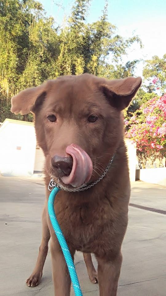 「阿喜」過往也曾因被雷電嚇怕而走失。(受訪者提供) 「阿喜」過往也曾因被雷電嚇怕而走失。(受訪者提供)