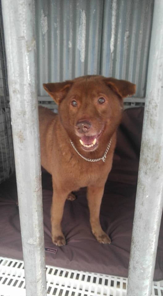 Kitty早已把「阿喜」當成自己所養的狗狗。(受訪者提供) Kitty早已把「阿喜」當成自己所養的狗狗。(受訪者提供)