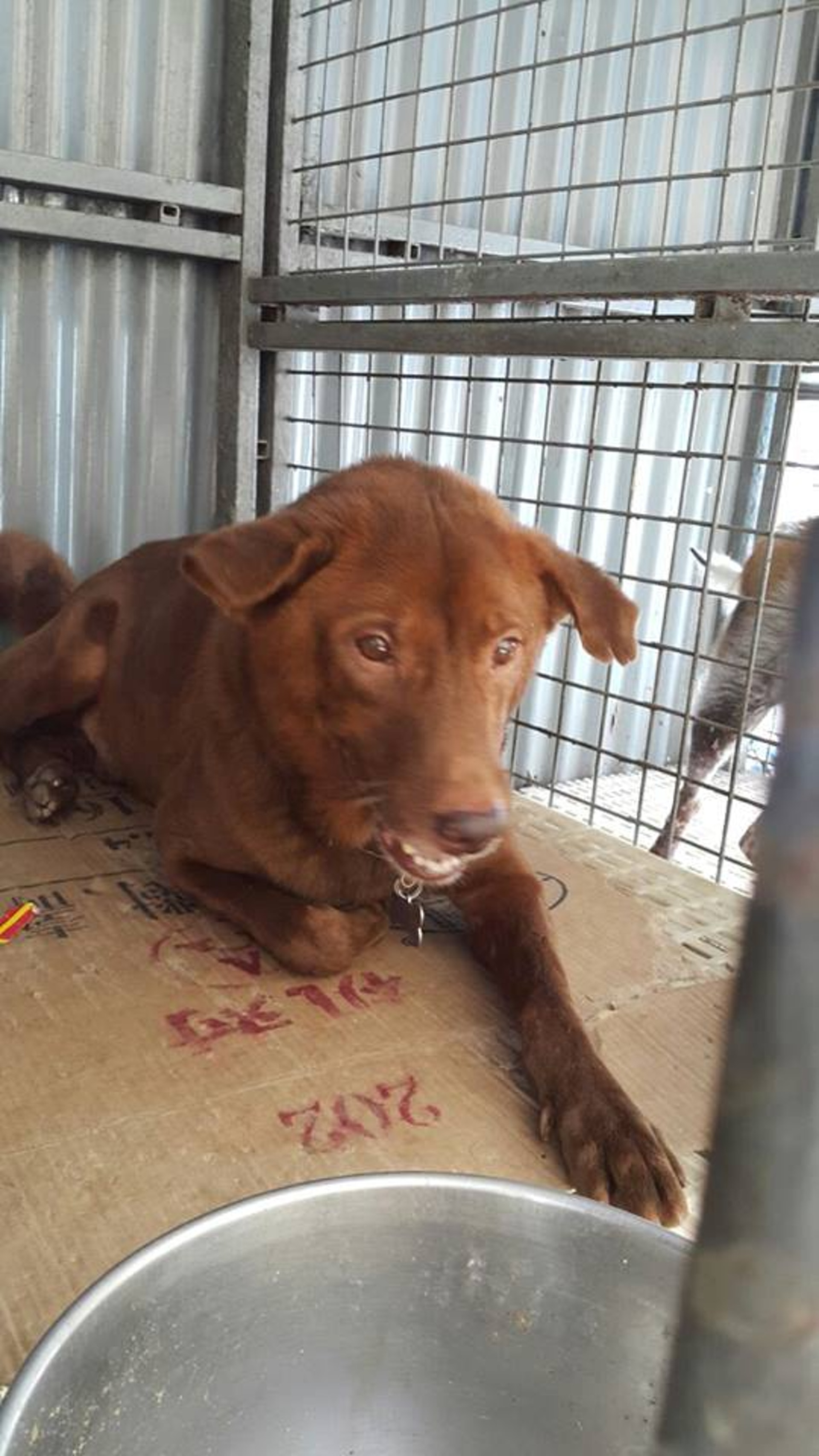 (受訪者提供) (受訪者提供)