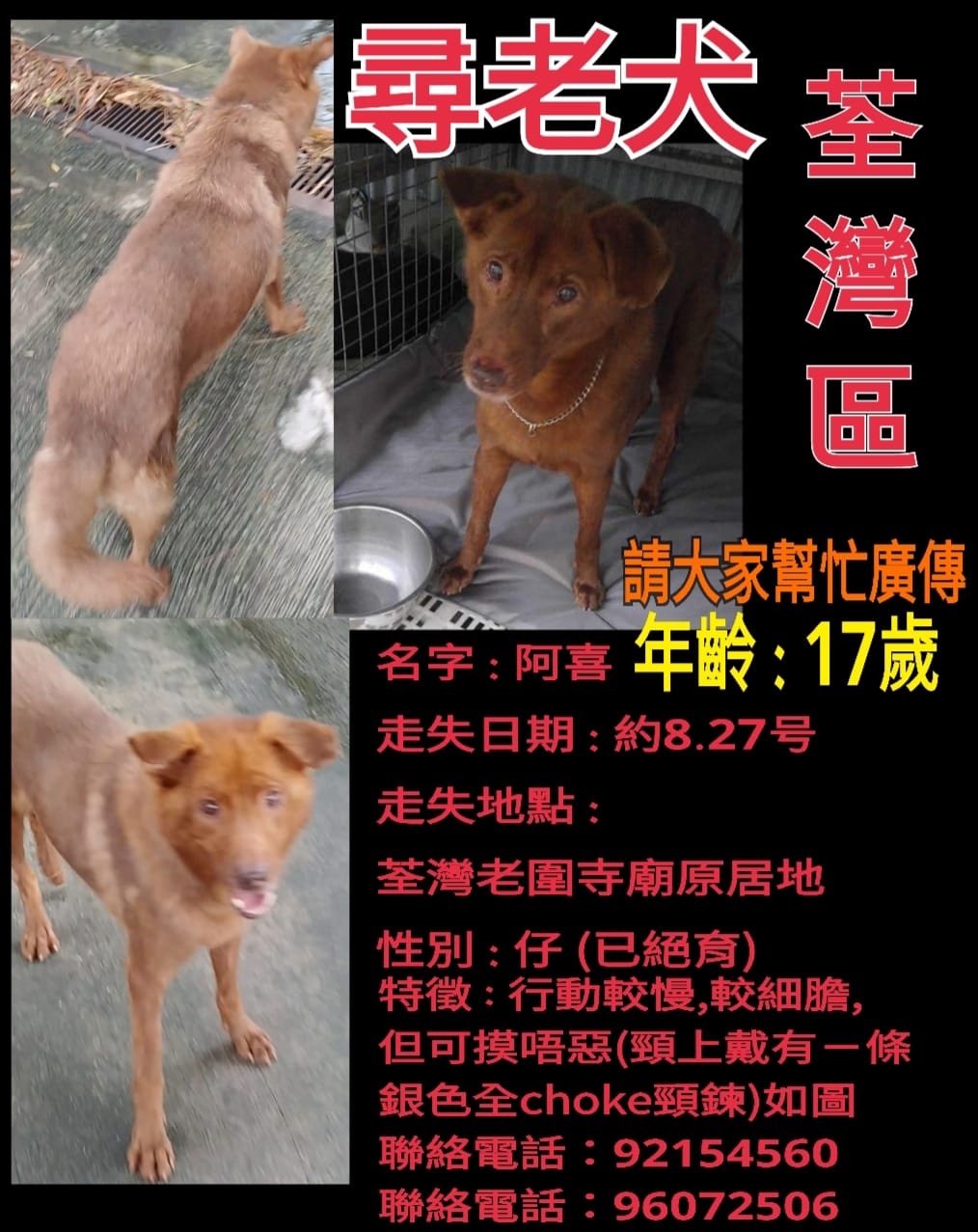 Kitty網上所張貼的尋狗告示。(受訪者提供) Kitty網上所張貼的尋狗告示。(受訪者提供)