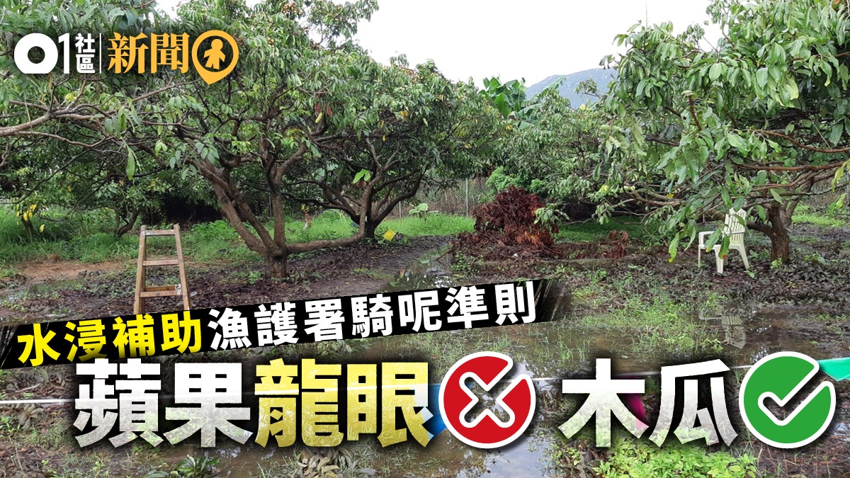【新界大水浸】農夫可申請援助金 種木瓜有得賠種龍眼無得賠 【新界大水浸】農夫可申請援助金 種木瓜有得賠種龍眼無得賠