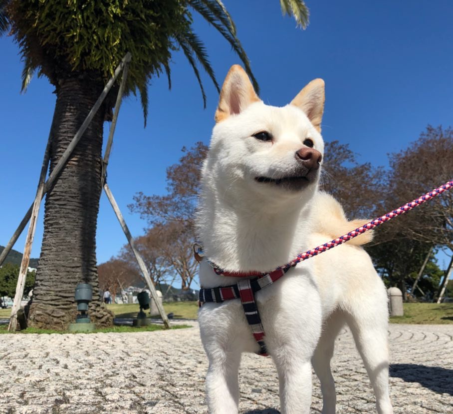 柴犬領養】新手適合養柴犬嗎？ 領養前先了解柴犬的7個特質