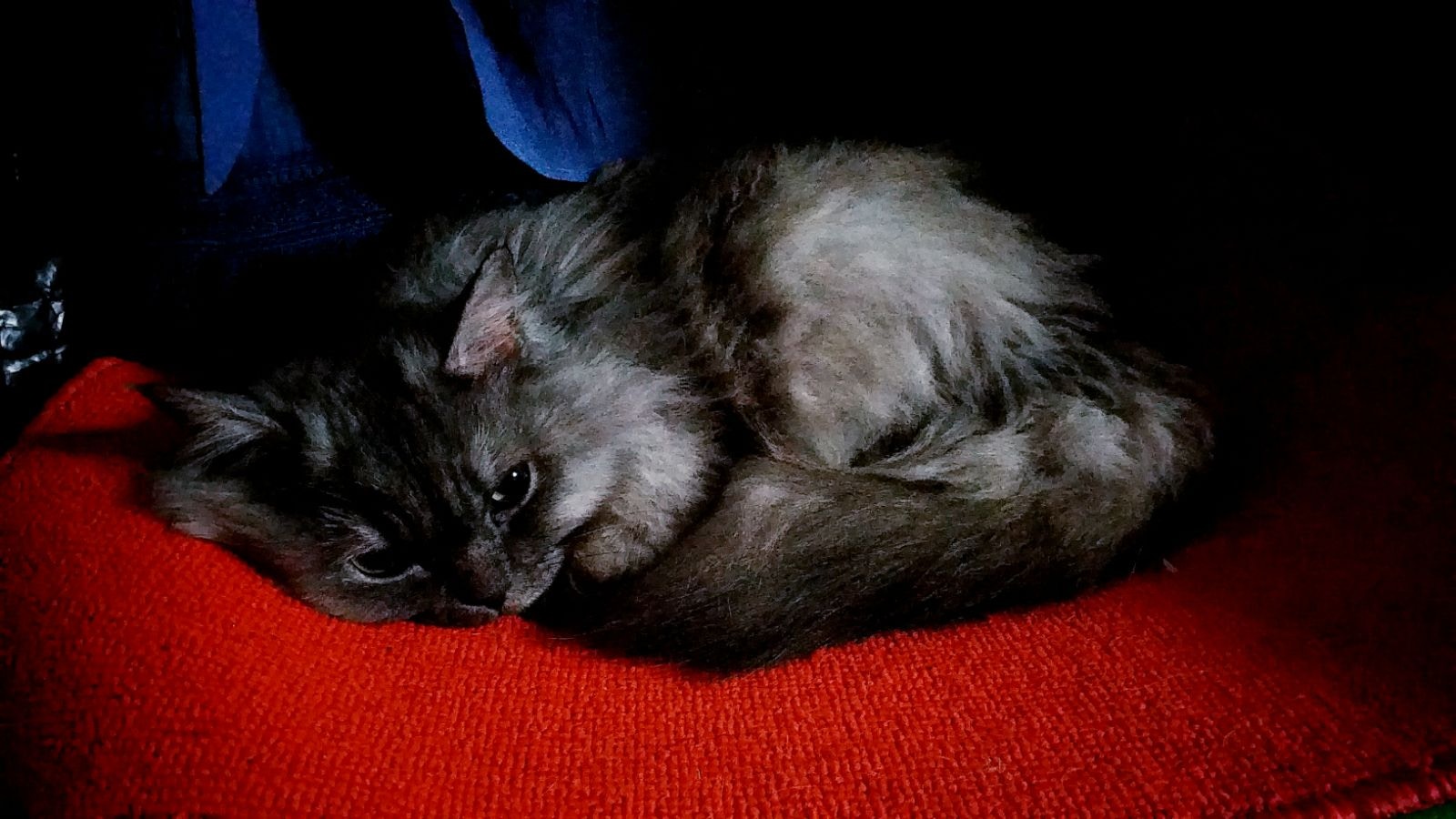 Ivy表示自己仍然會堅持著每天外出尋找愛貓Latte,亦會繼續在網上發帖尋貓。(照片由女主人Ivy提供) Ivy表示自己仍然會堅持著每天外出尋找愛貓Latte,亦會繼續在網上發帖尋貓。(照片由女主人Ivy提供)