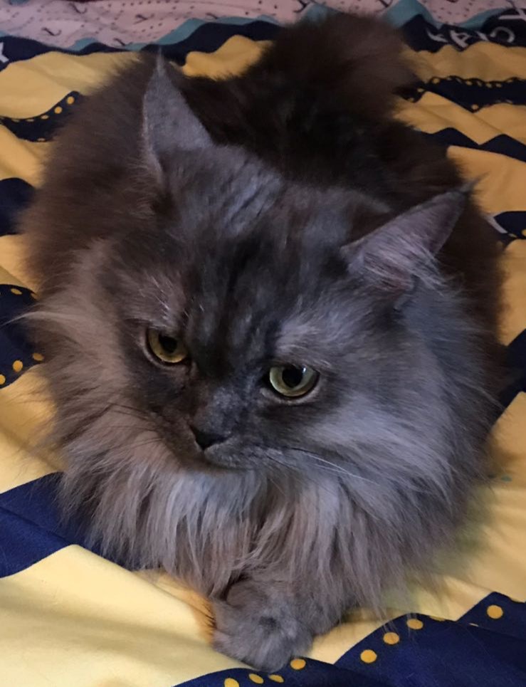 貓貓Latte於沙田屋邨走失,主人懷疑貓貓趁他們沒注意的時候從家中溜走。(照片由女主人Ivy提供) 貓貓Latte於沙田屋邨走失,主人懷疑貓貓趁他們沒注意的時候從家中溜走。(照片由女主人Ivy提供)