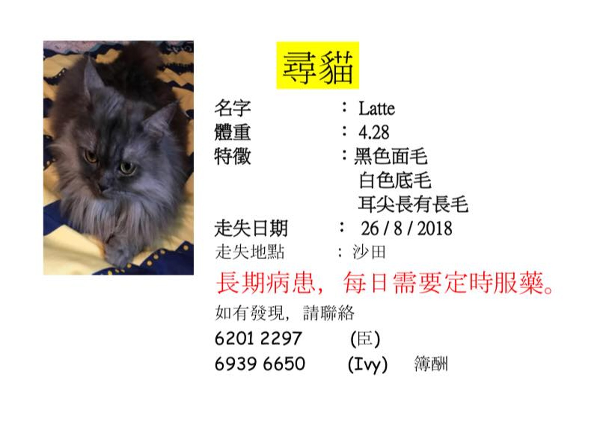 Ivy在街上尋貓不果,因此決定託人於社交平台不同的愛貓群組上張貼告示,希望沙田一帶的居民可以幫忙留意。(Candy Chan) Ivy在街上尋貓不果,因此決定託人於社交平台不同的愛貓群組上張貼告示,希望沙田一帶的居民可以幫忙留意。(Candy Chan)