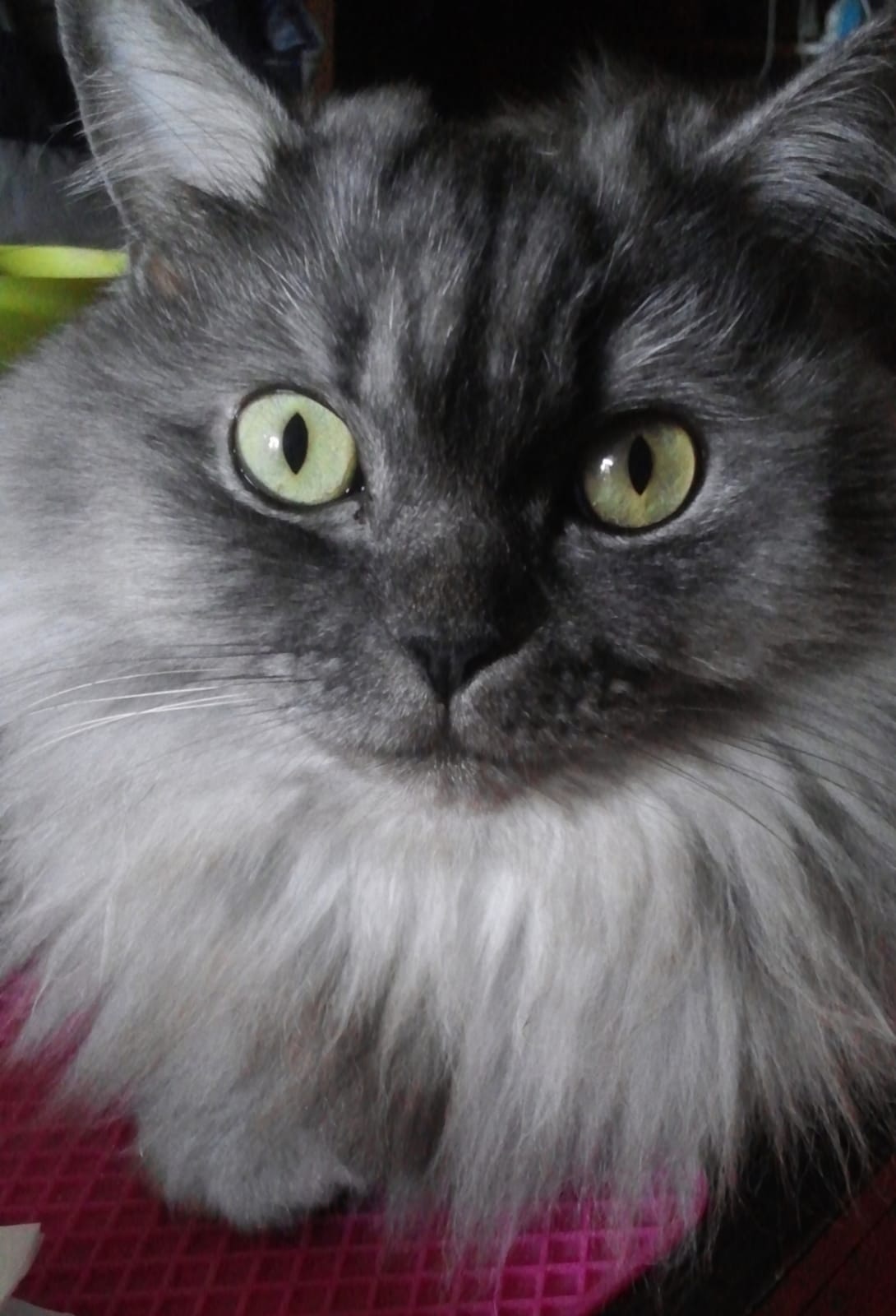 (照片由女主人Ivy提供) (照片由女主人Ivy提供)