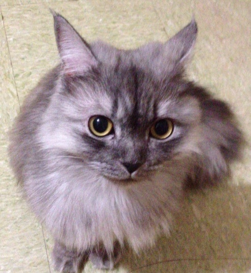 (照片由女主人Ivy提供) (照片由女主人Ivy提供)