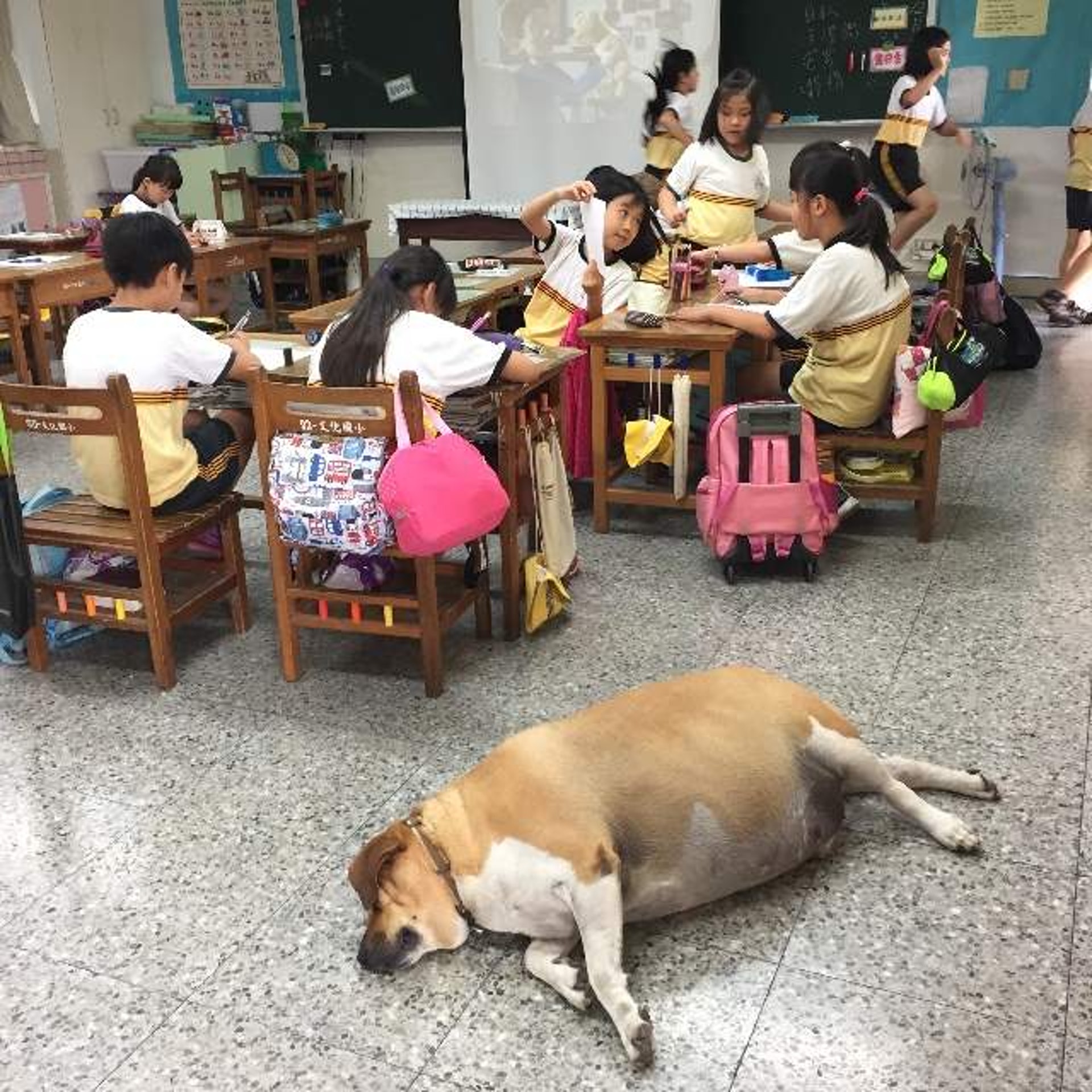新北小學校園驚現癡肥狗狗校方籲師生切勿餵食網民 以為是牛 香港01 熱爆話題 新北小學校園驚現癡肥狗狗校方籲師生切勿餵食網民 以為是牛 香港01 熱爆話題
