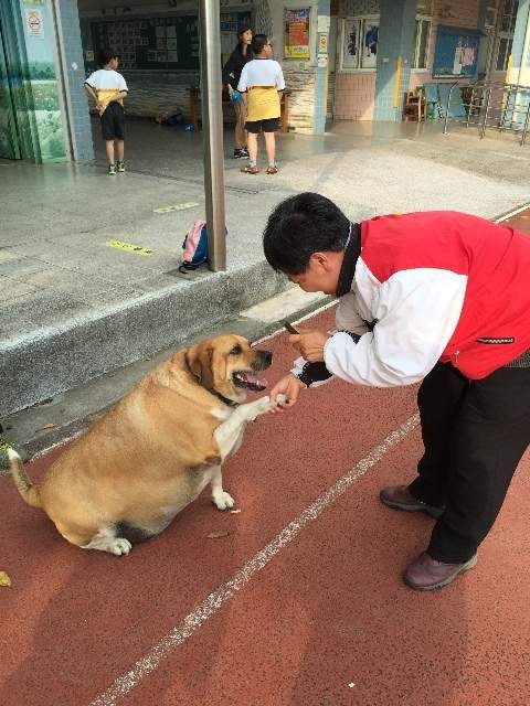 新北小學校園驚現癡肥狗狗校方籲師生切勿餵食網民 以為是牛 香港01 熱爆話題