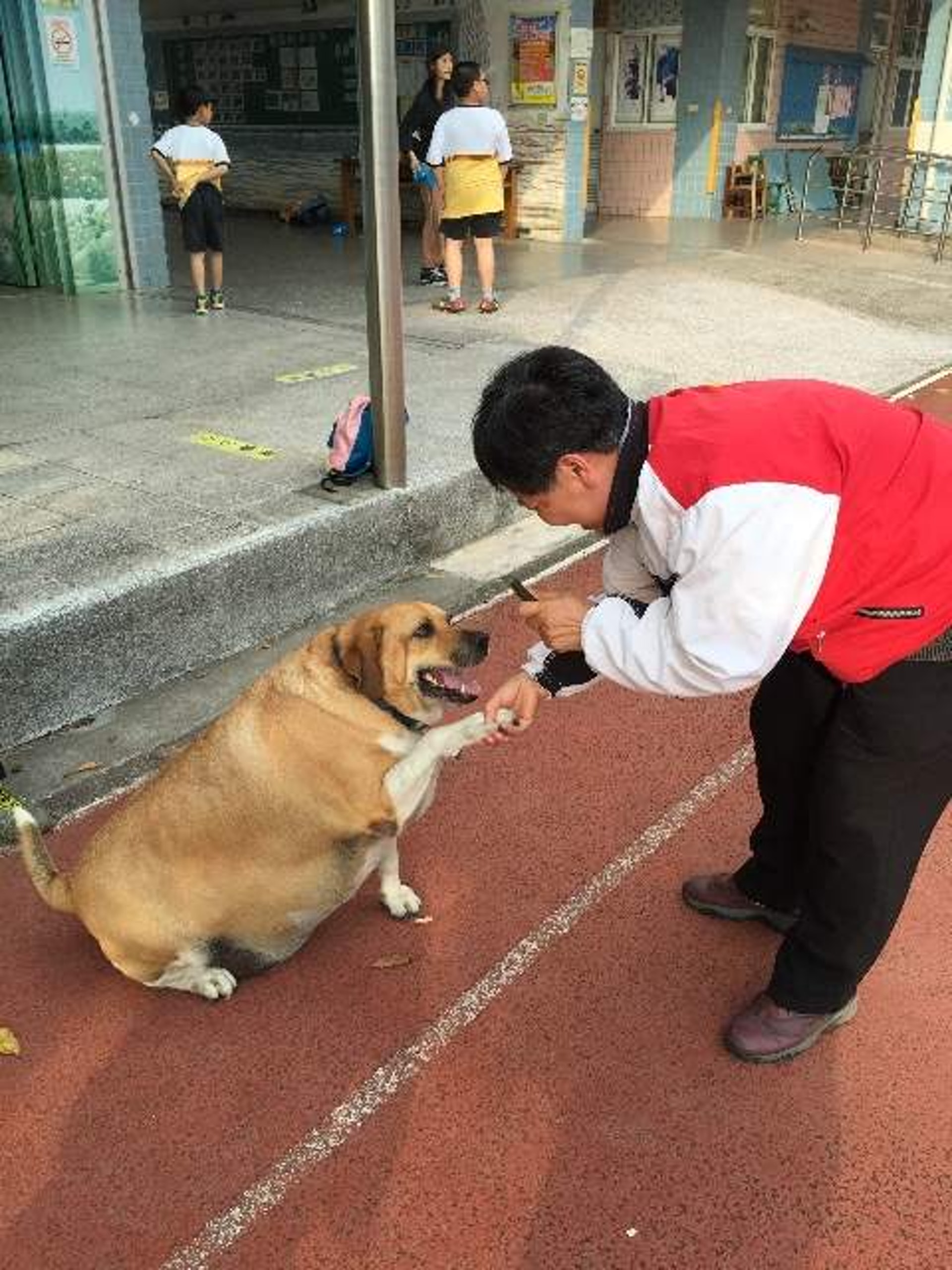 新北小學校園驚現癡肥狗狗校方籲師生切勿餵食網民 以為是牛 香港01 熱爆話題 新北小學校園驚現癡肥狗狗校方籲師生切勿餵食網民 以為是牛 香港01 熱爆話題