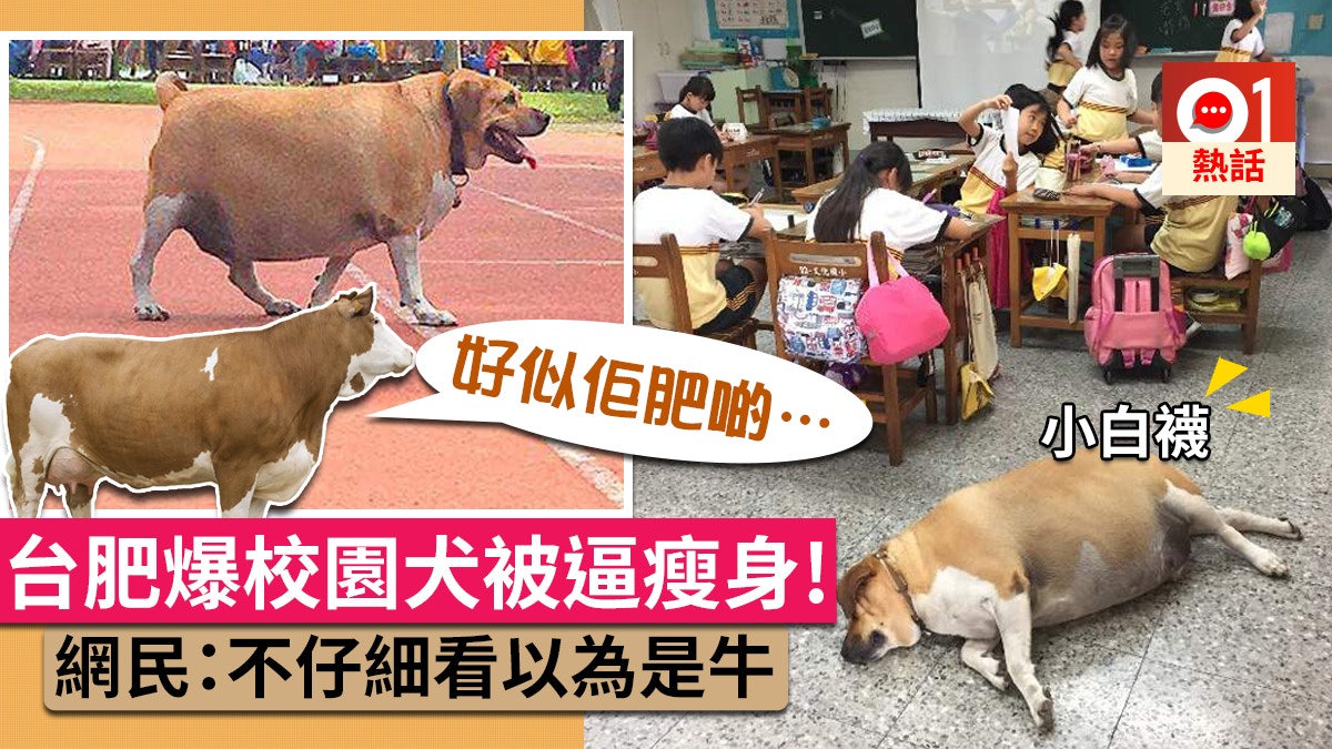 新北小學校園驚現癡肥狗狗校方籲師生切勿餵食網民 以為是牛 香港01 熱爆話題