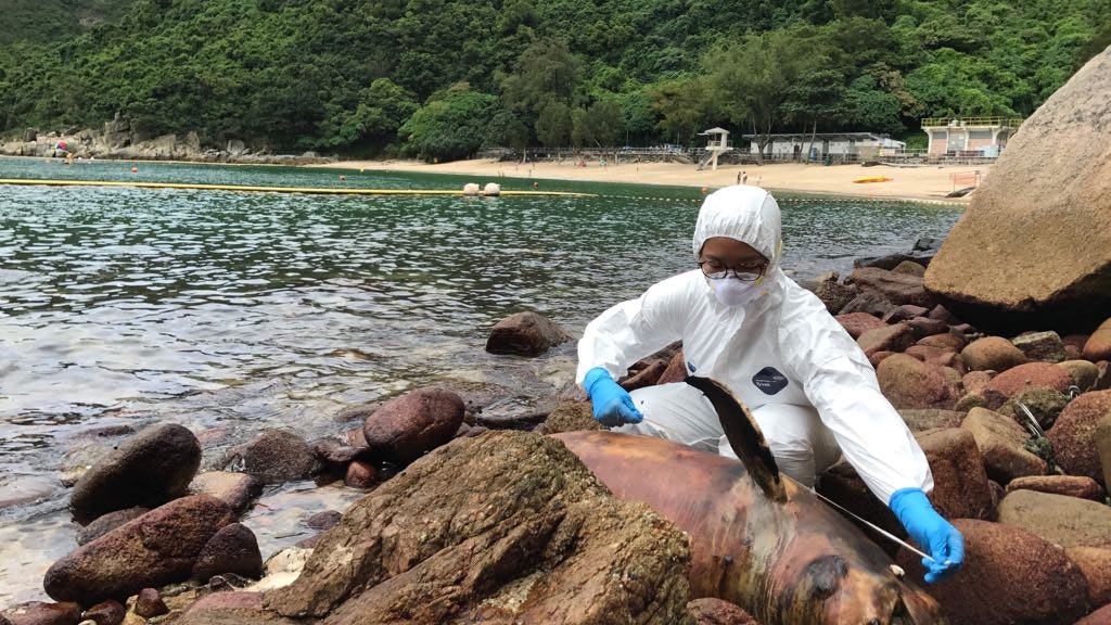 成年江豚擱淺赤柱舂坎角 今年第24宗 成年江豚擱淺赤柱舂坎角 今年第24宗