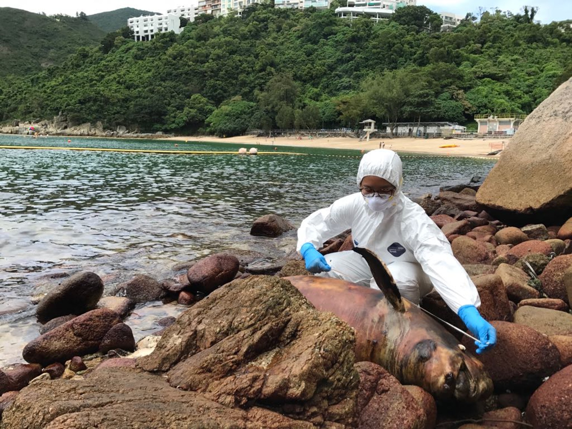 香港海洋公園保育基金今(2日)接報通知跟進一宗江豚擱淺個案,在赤柱舂坎角發現成年江豚屍身,為今年第24宗。(海洋公園保育基金提供) 香港海洋公園保育基金今(2日)接報通知跟進一宗江豚擱淺個案,在赤柱舂坎角發現成年江豚屍身,為今年第24宗。(海洋公園保育基金提供)