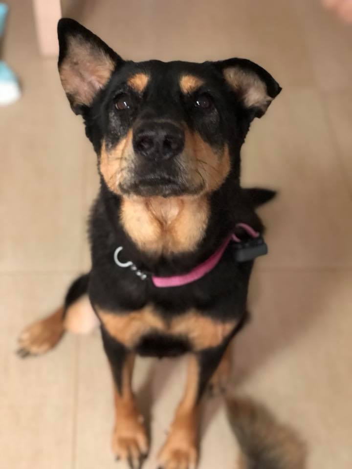 Irene Lau發現狗狗本身住的山頭滿佈了由漁農自然護理署所設置嘅狗籠,因此決定先接牠回家,並計劃為狗狗找一個領養家庭。(FB@Irene Lau) Irene Lau發現狗狗本身住的山頭滿佈了由漁農自然護理署所設置嘅狗籠,因此決定先接牠回家,並計劃為狗狗找一個領養家庭。(FB@Irene Lau)