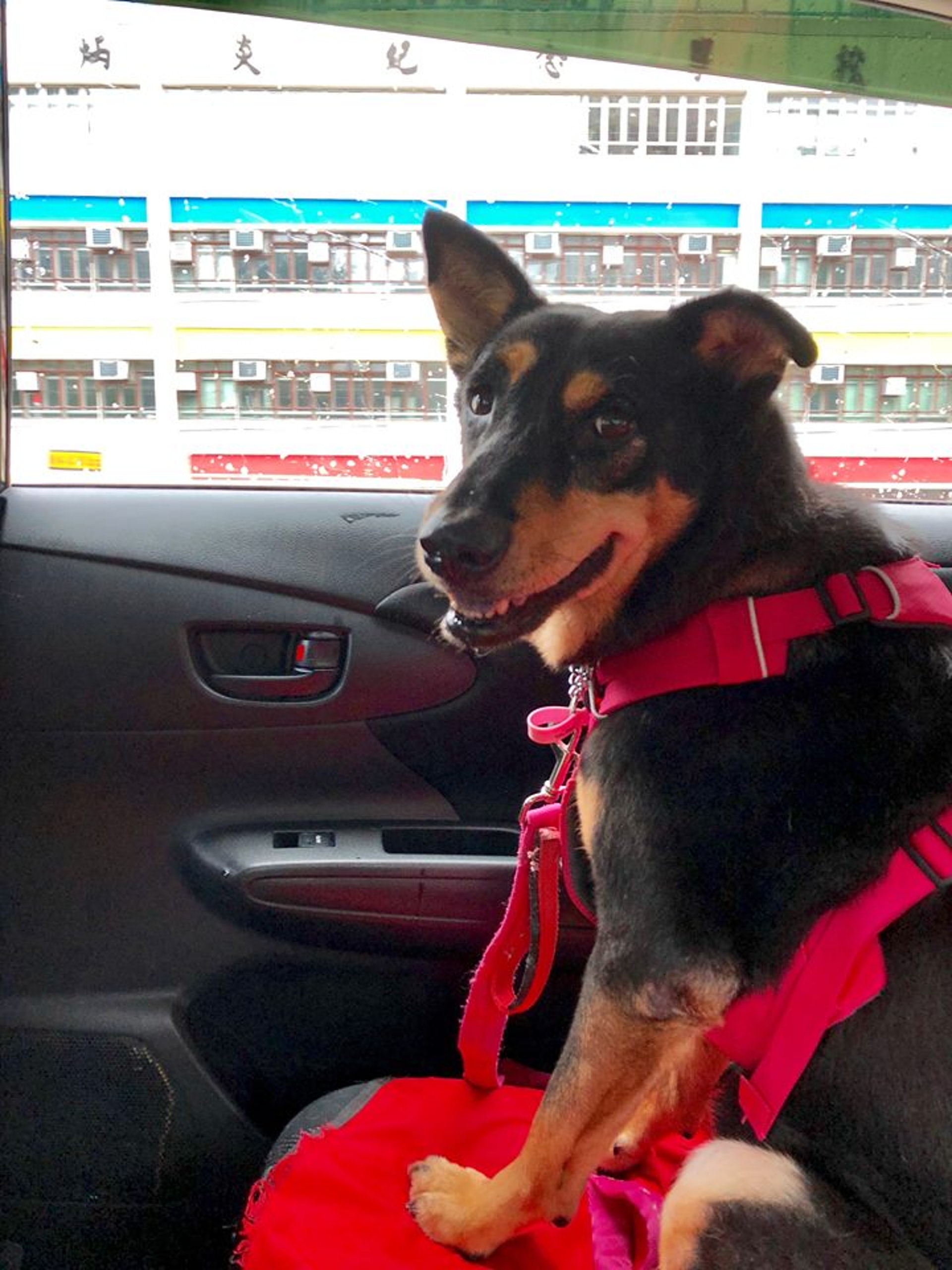 Irene表示若然有《香港01》讀者有興趣領養Mia可以隨時聯絡她。(FB@Irene Lau) Irene表示若然有《香港01》讀者有興趣領養Mia可以隨時聯絡她。(FB@Irene Lau)