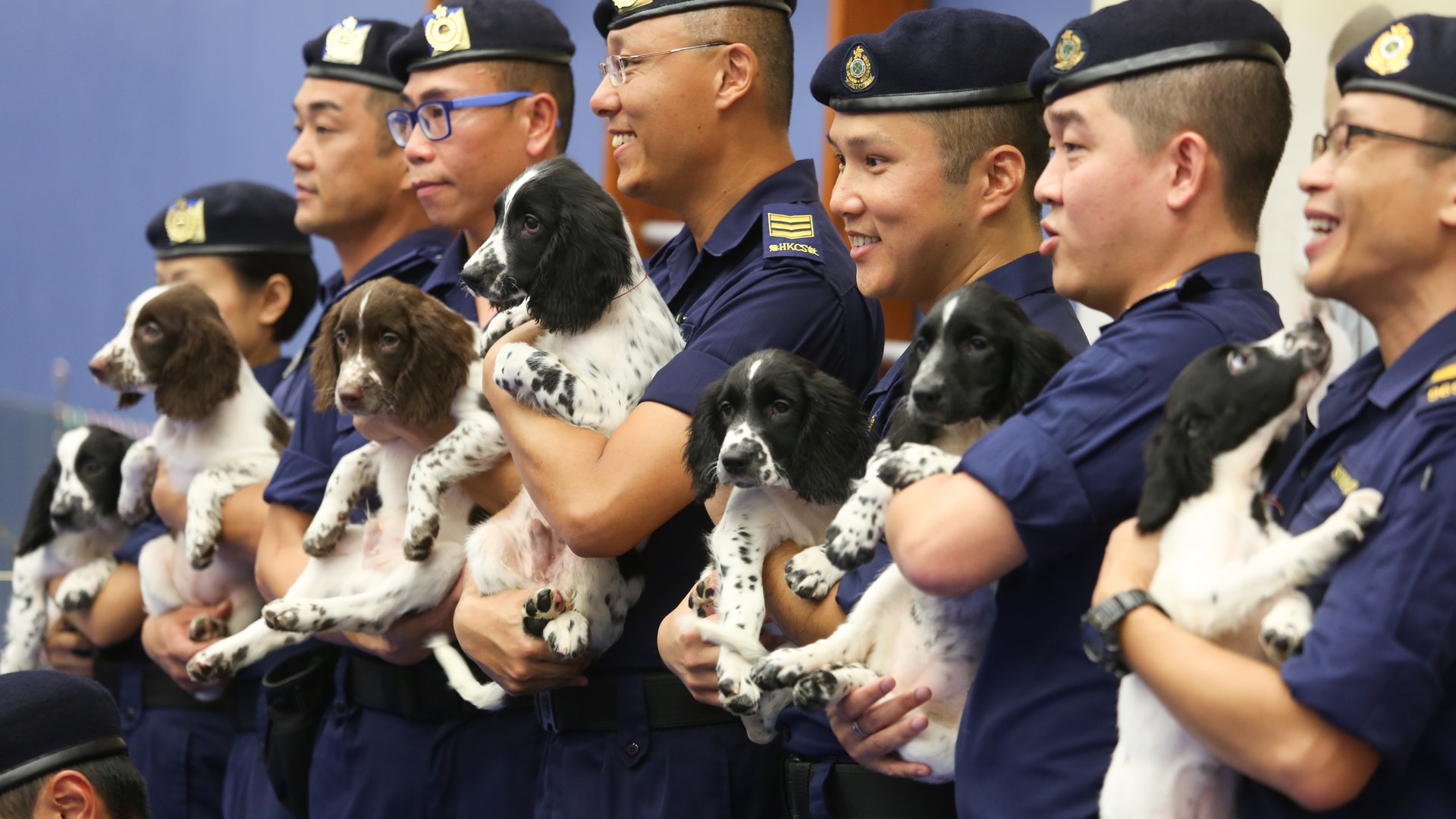 搜查犬嗅獲7000萬毒品 懲教海關合作繁殖7隻史賓格跳犬 搜查犬嗅獲7000萬毒品 懲教海關合作繁殖7隻史賓格跳犬