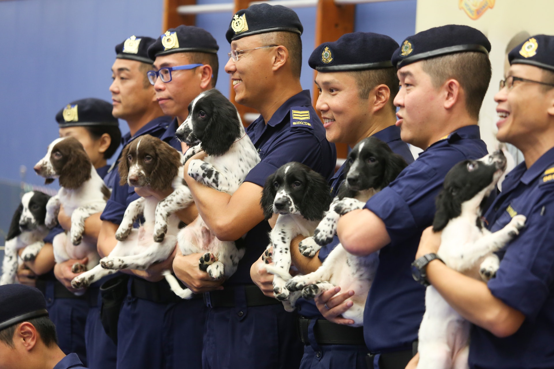 懲教署及海關首次合作繁殖的7隻英國史賓格跳犬。(鄭劍峰攝) 懲教署及海關首次合作繁殖的7隻英國史賓格跳犬。(鄭劍峰攝)