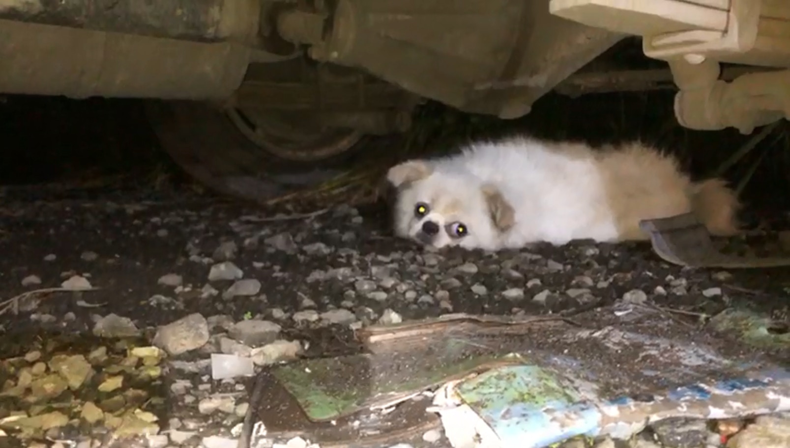 芝娃娃被圍攻,只可躲在車底。(毛孩守護者) 芝娃娃被圍攻,只可躲在車底。(毛孩守護者)