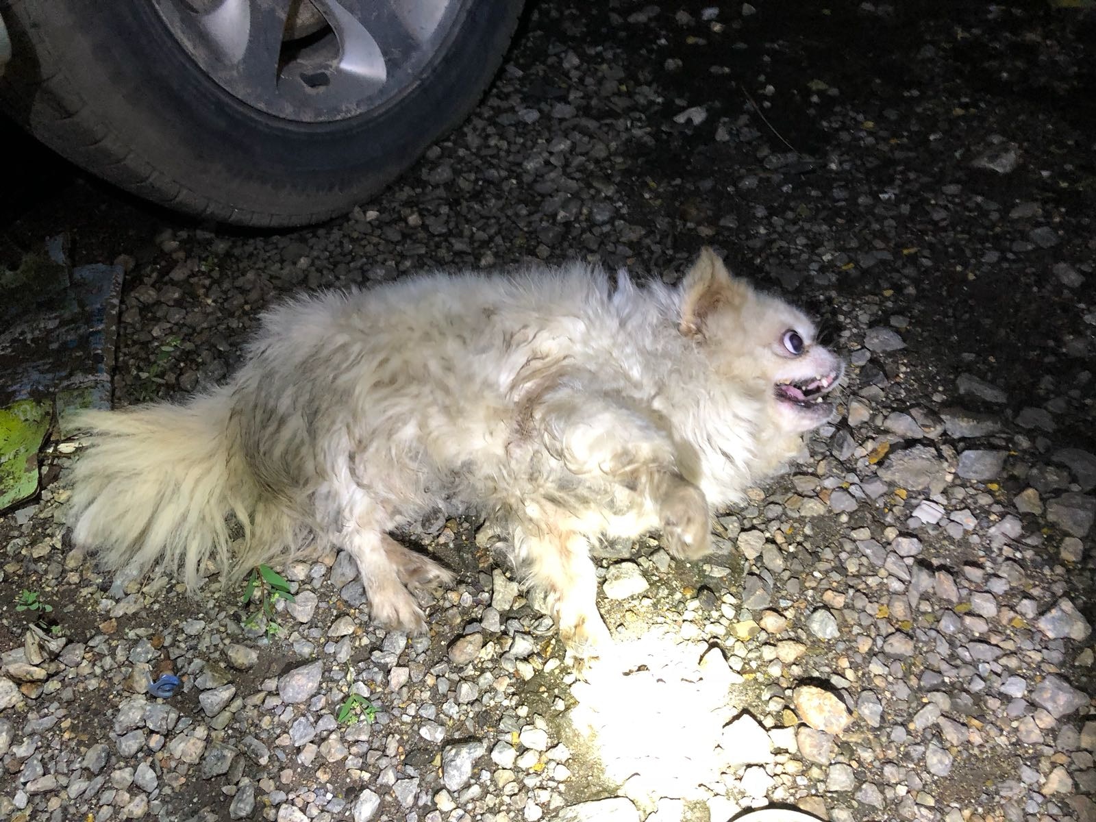 狗狗倒地不起,只可以不斷吠保護自己。(毛孩守護者) 狗狗倒地不起,只可以不斷吠保護自己。(毛孩守護者)