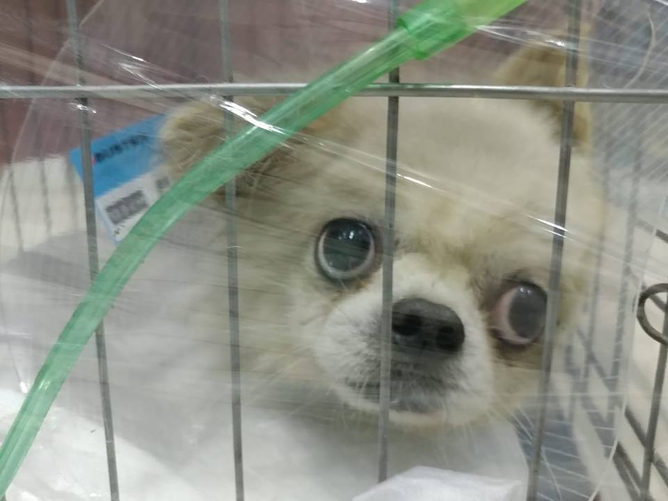 BB目前情況並不樂觀。(毛孩守護者) BB目前情況並不樂觀。(毛孩守護者)