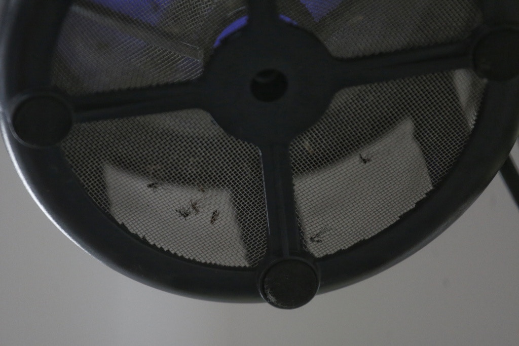 可見捕獲了不少蚊蟲。 可見捕獲了不少蚊蟲。