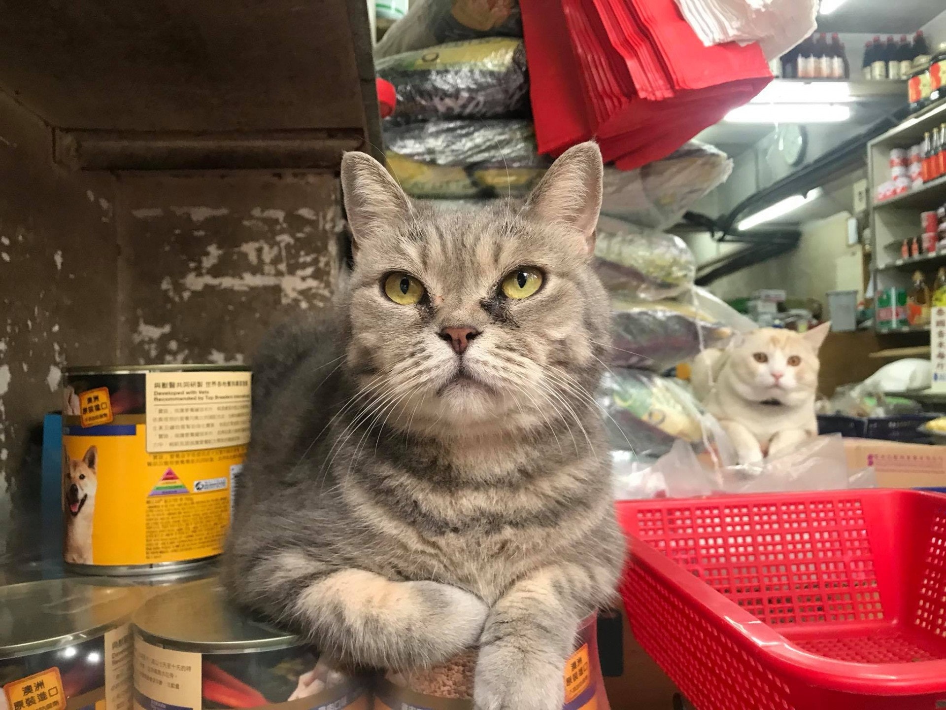 店舖到底應該養貓嗎?(Yin Chong) 店舖到底應該養貓嗎?(Yin Chong)